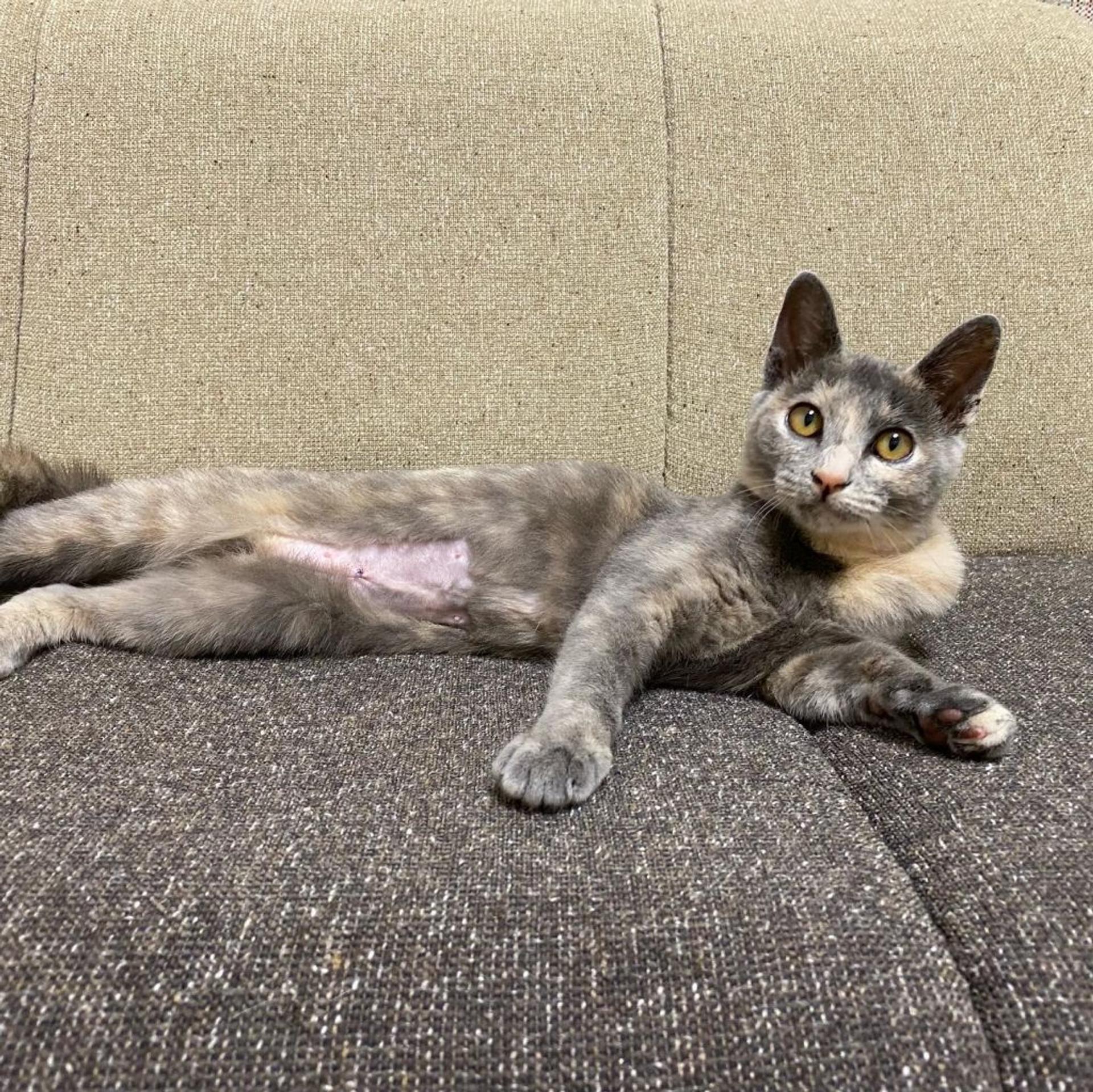 pet-image-6