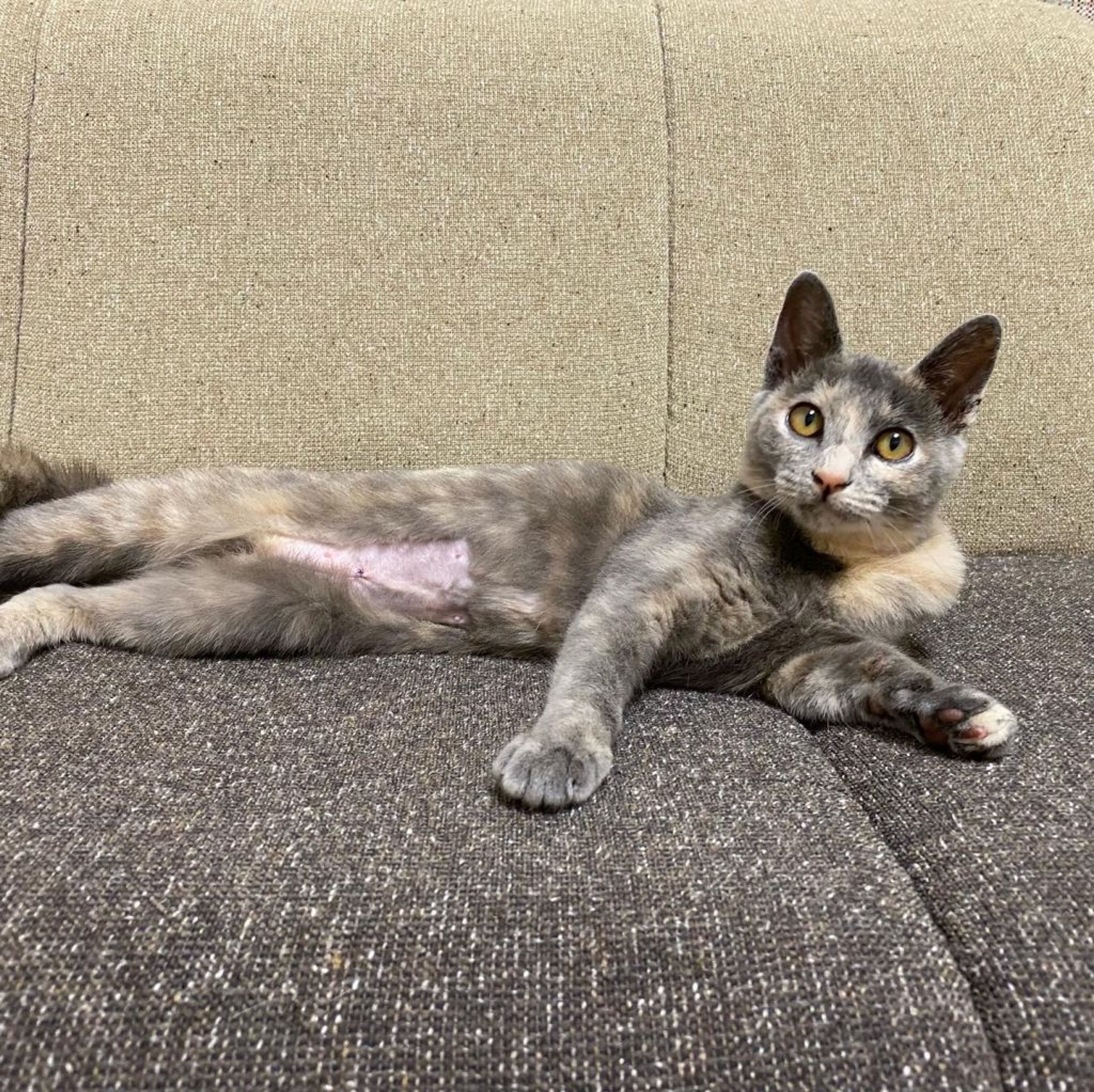 pet-image-6