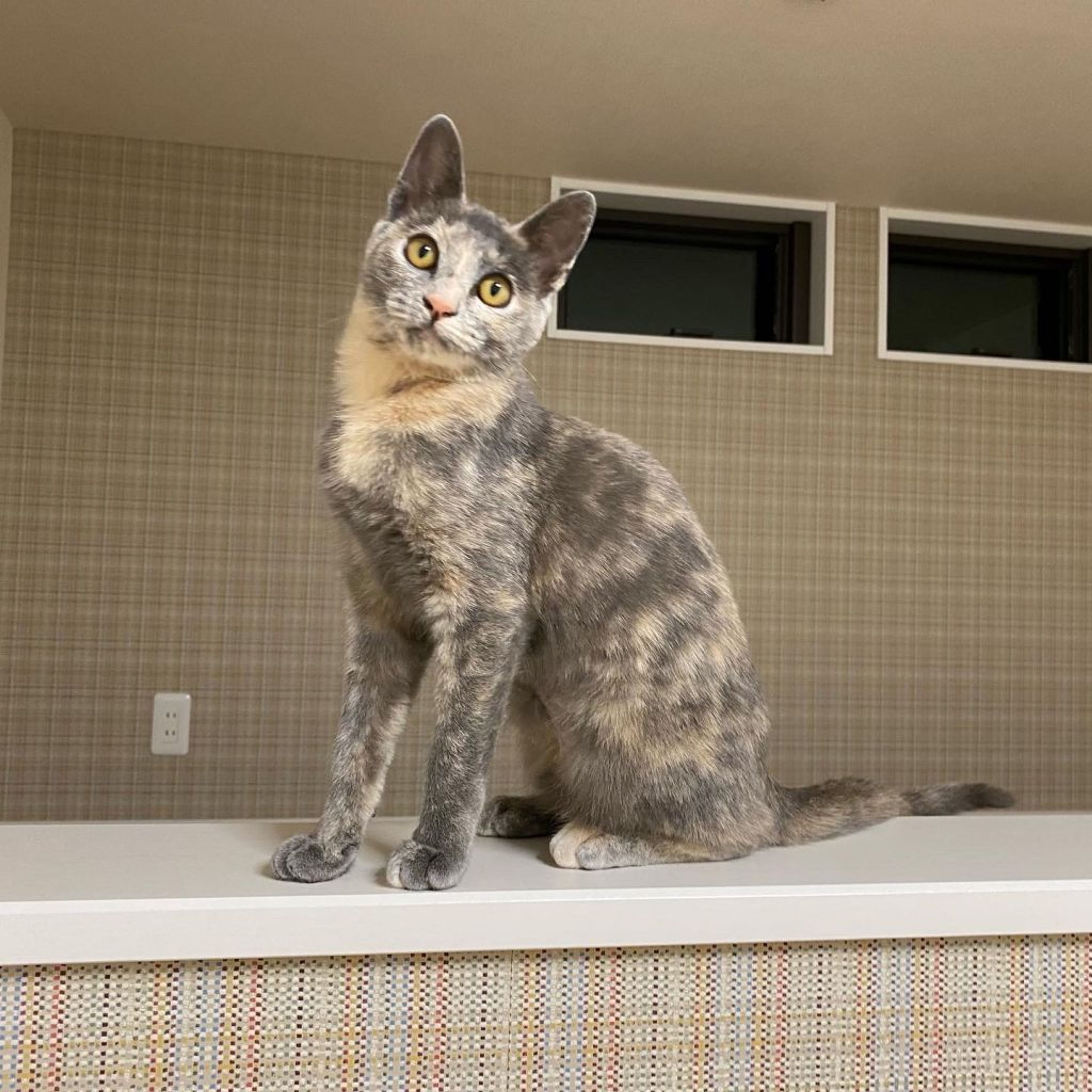 pet-image-7