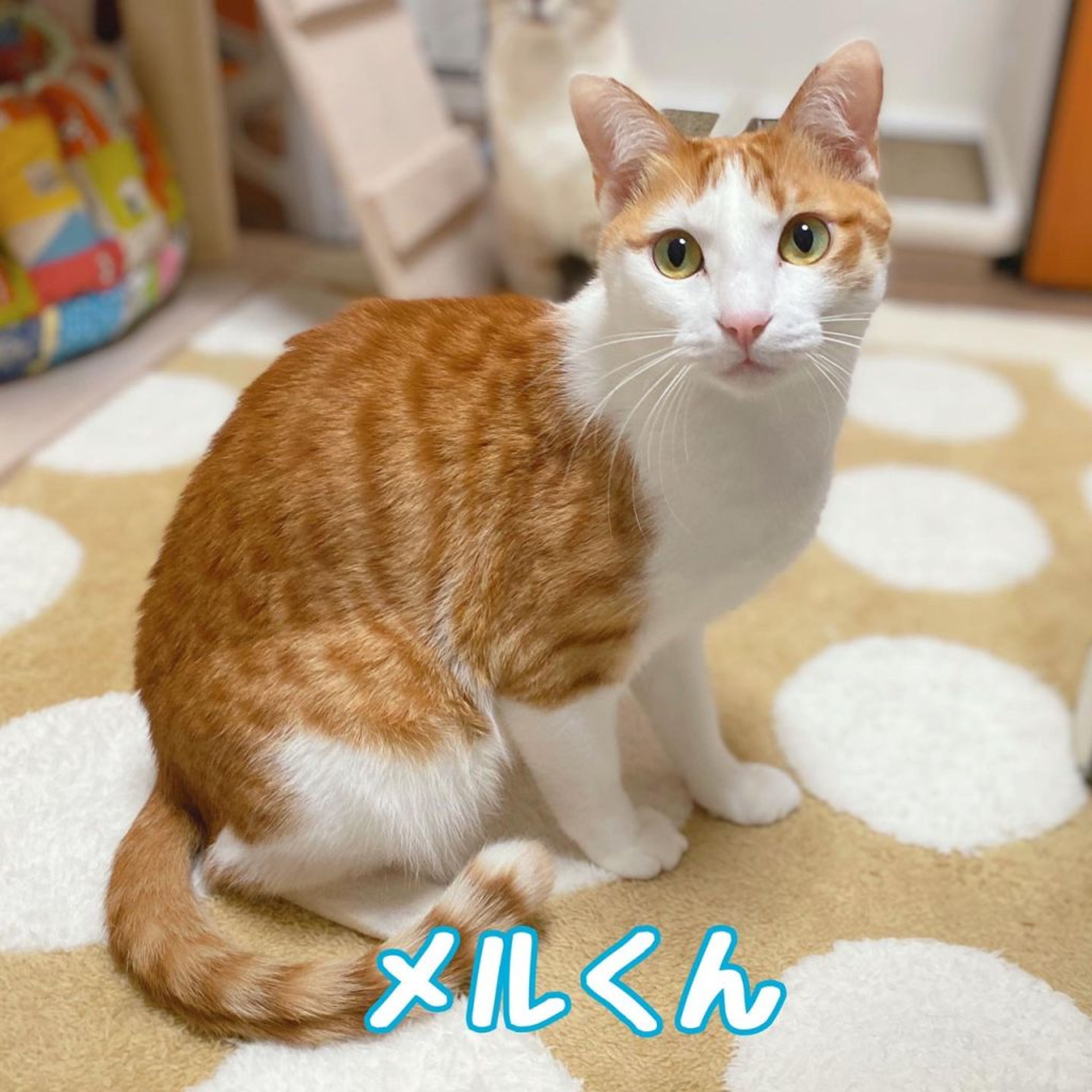 雑種（ミックス猫）・オスの里親募集の写真