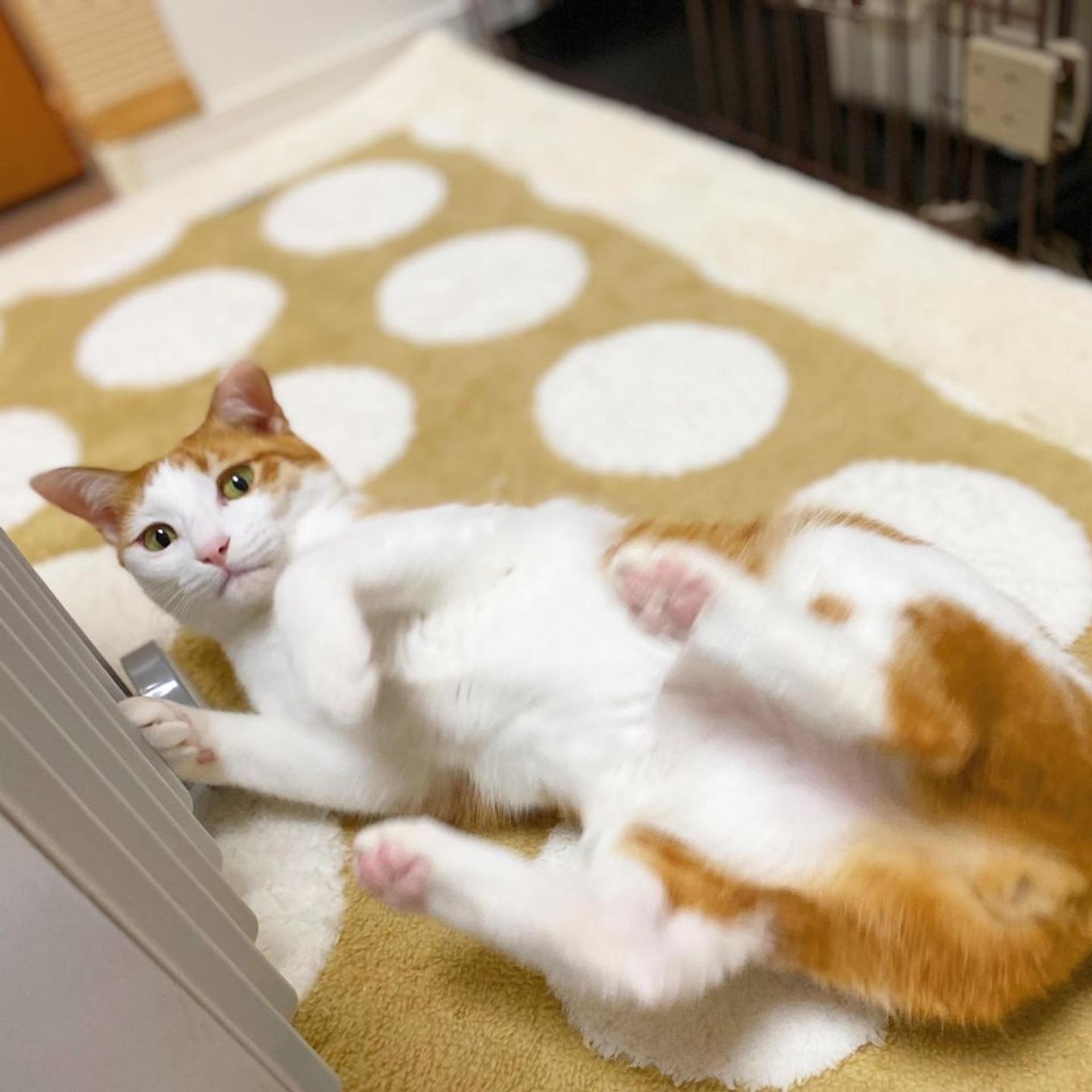 pet-image-2