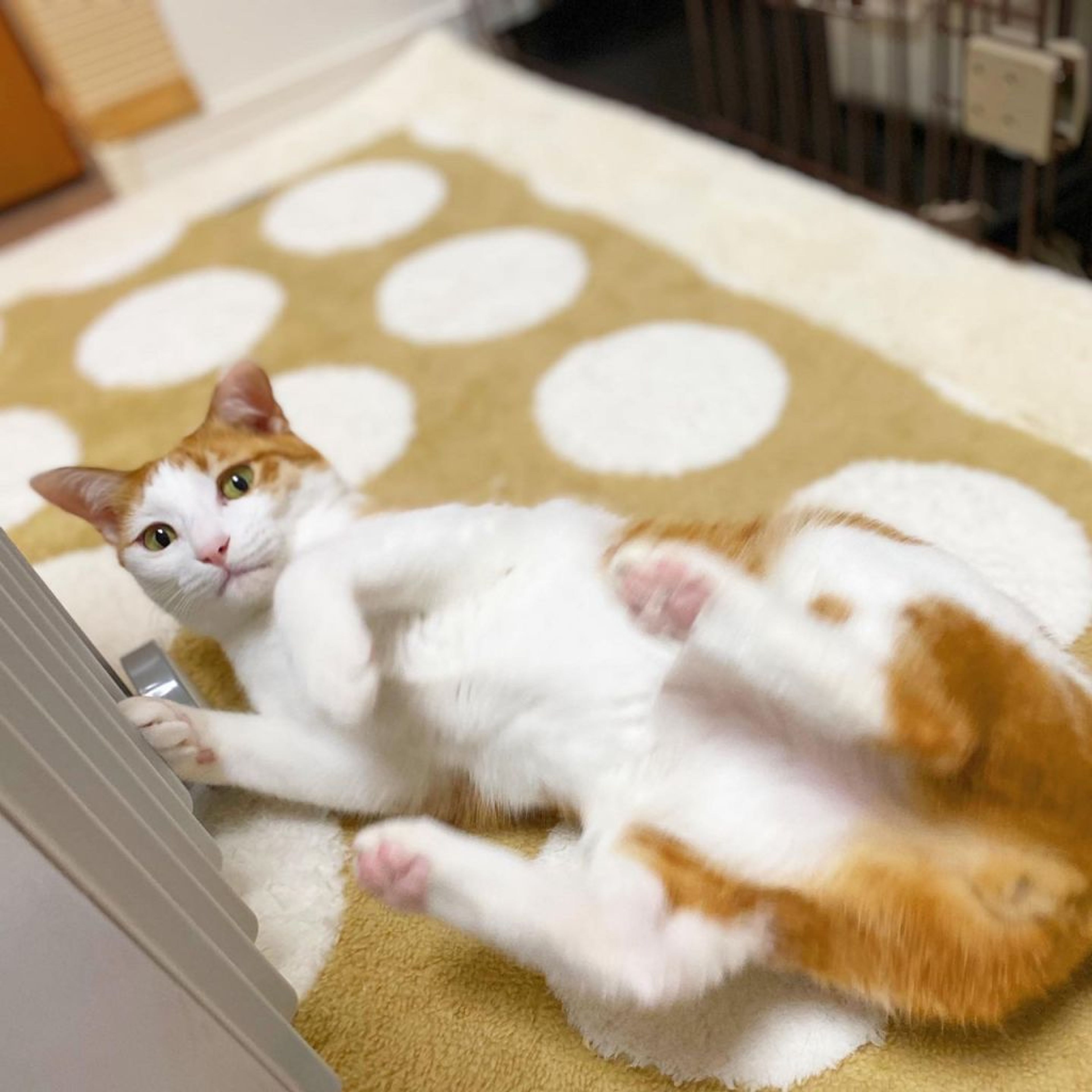 pet-image-2