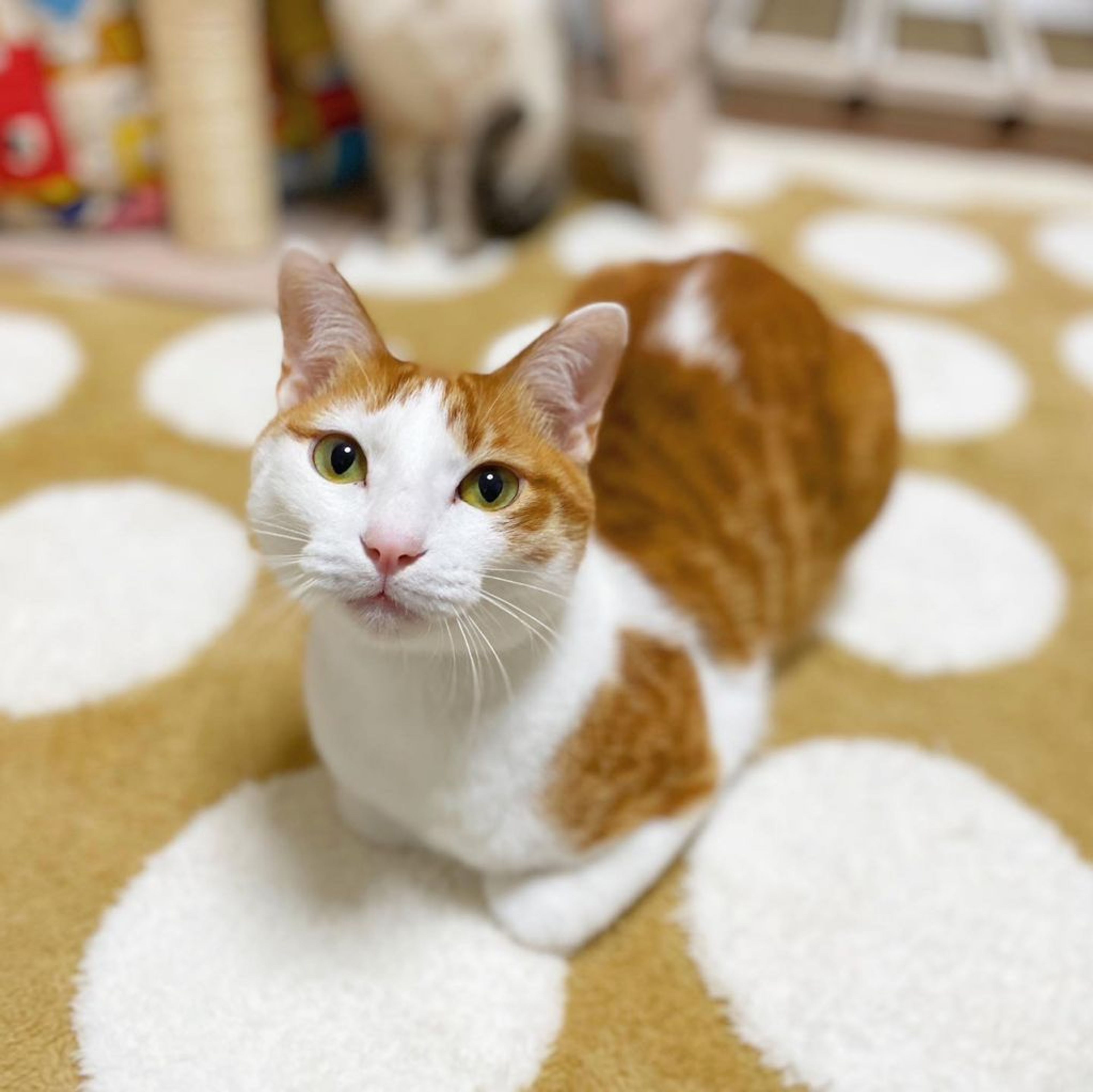 pet-image-3