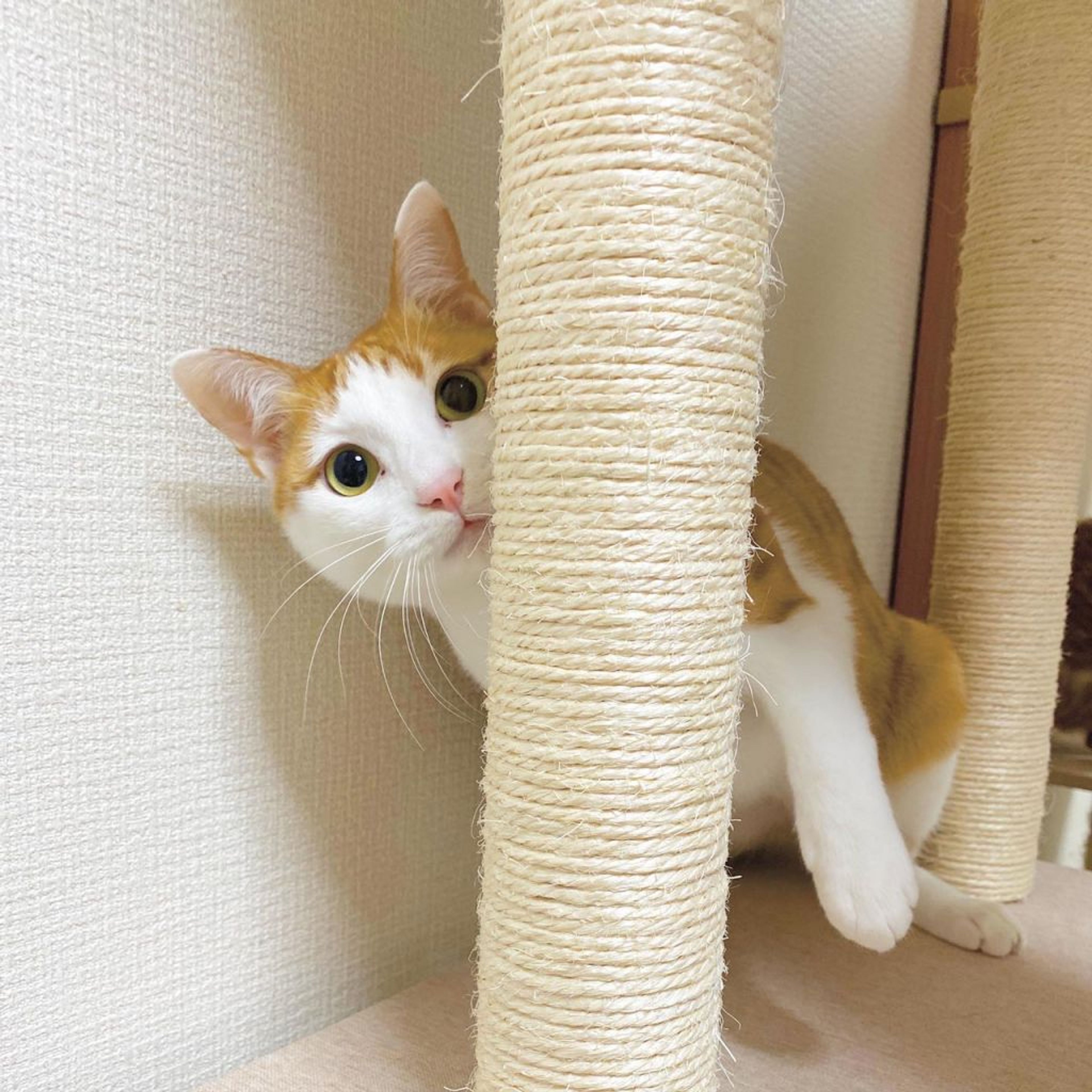 pet-image-4