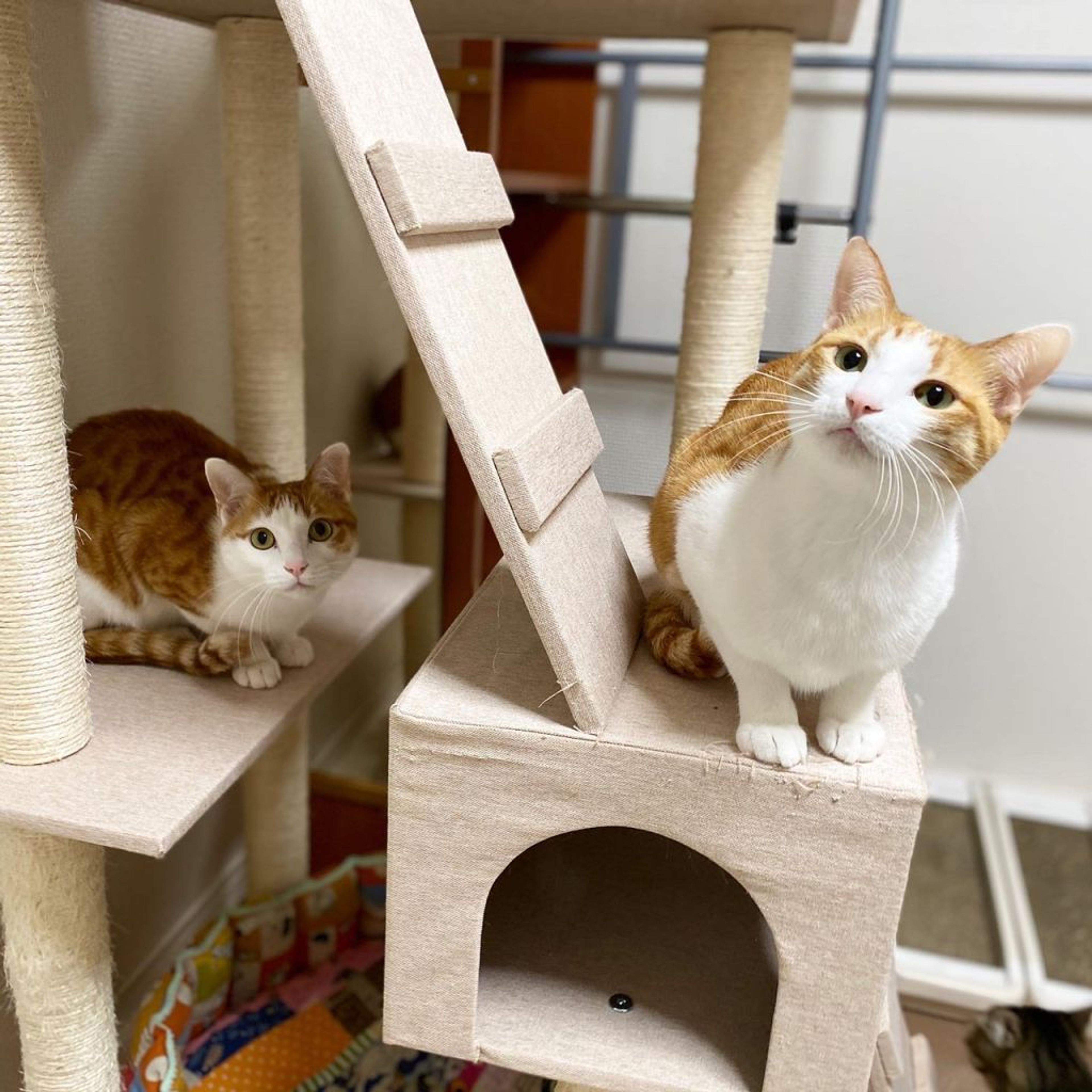 pet-image-6