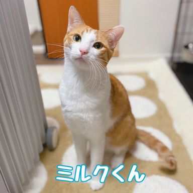 ミルクの写真