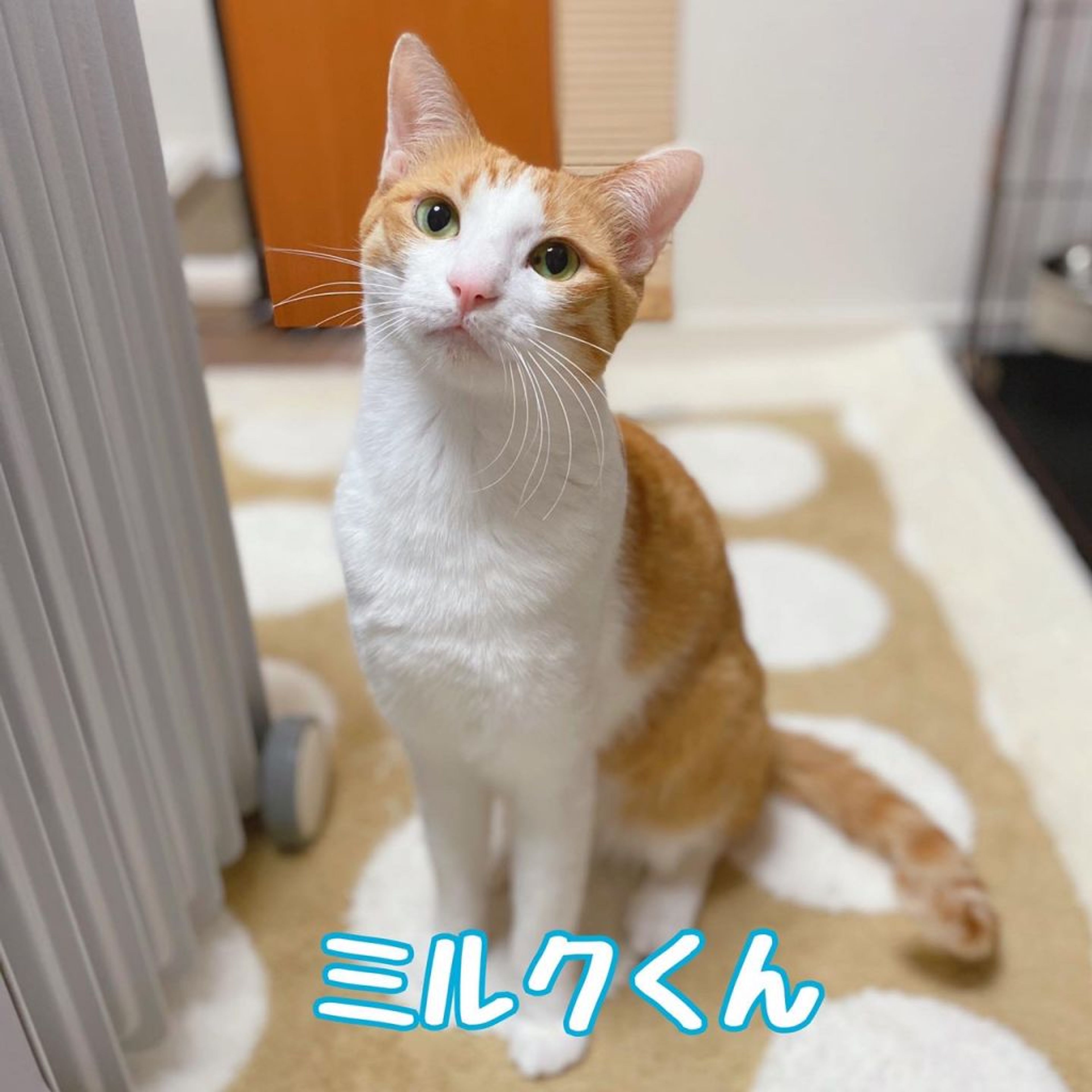 雑種（ミックス猫）・オスの里親募集の写真