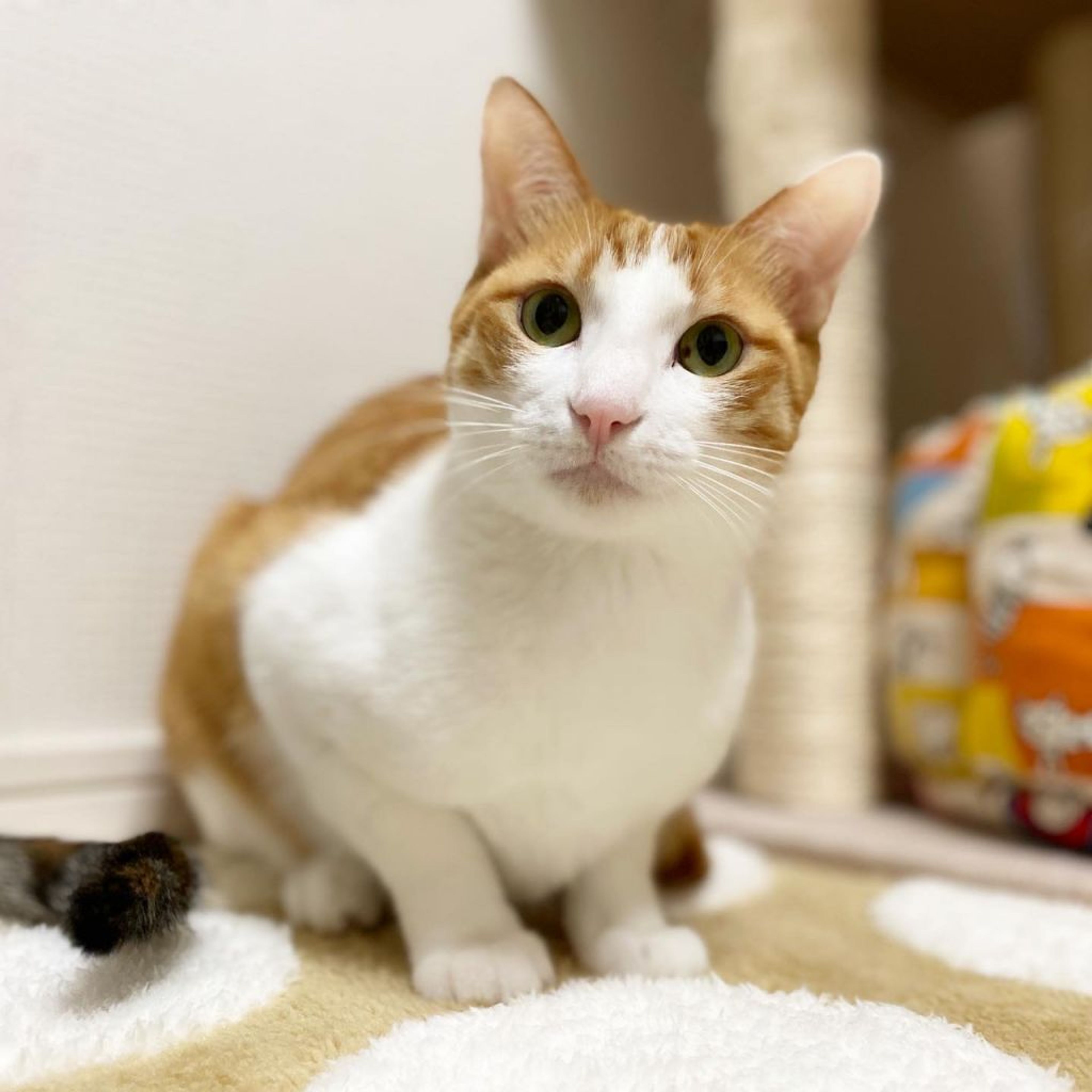 pet-image-2