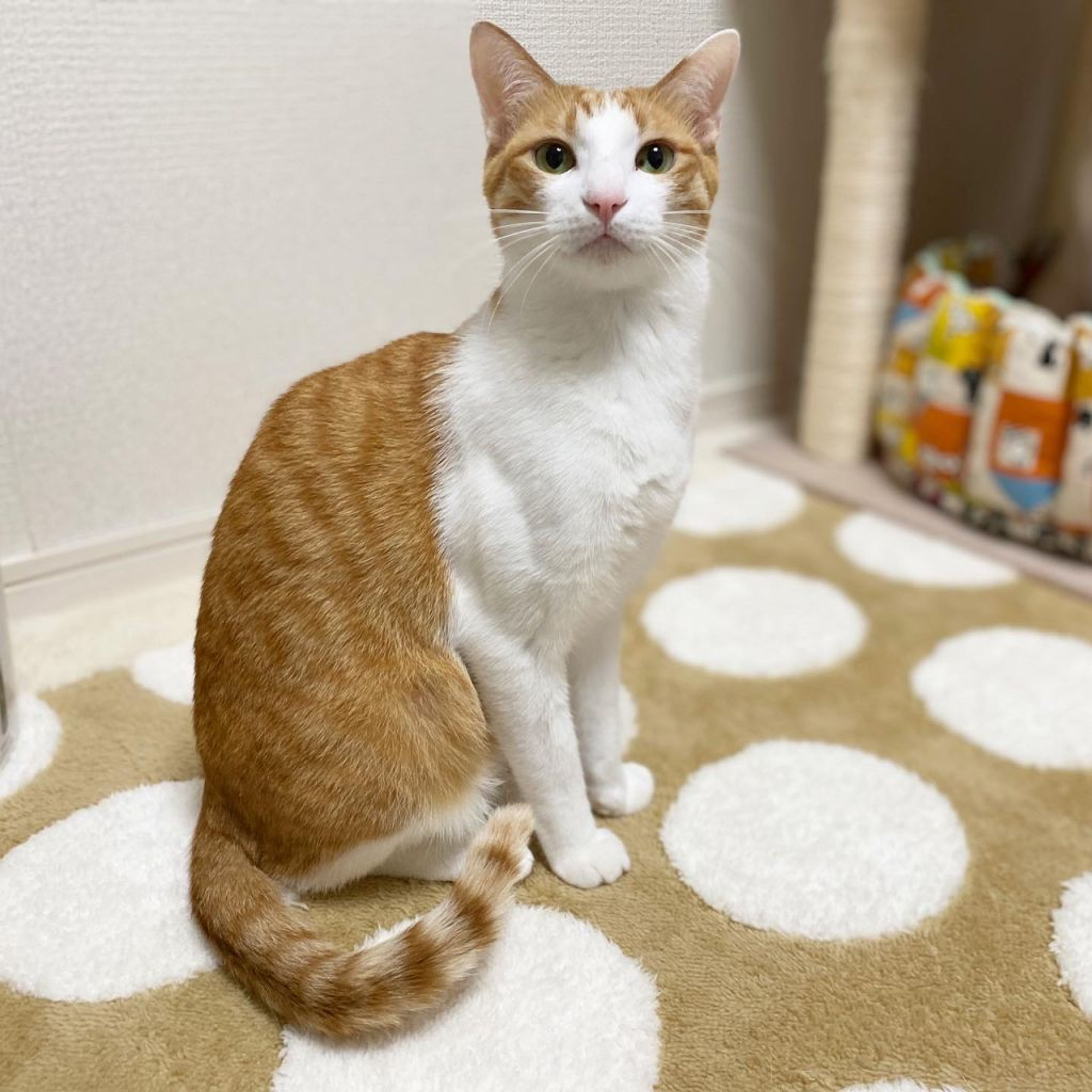 pet-image-3