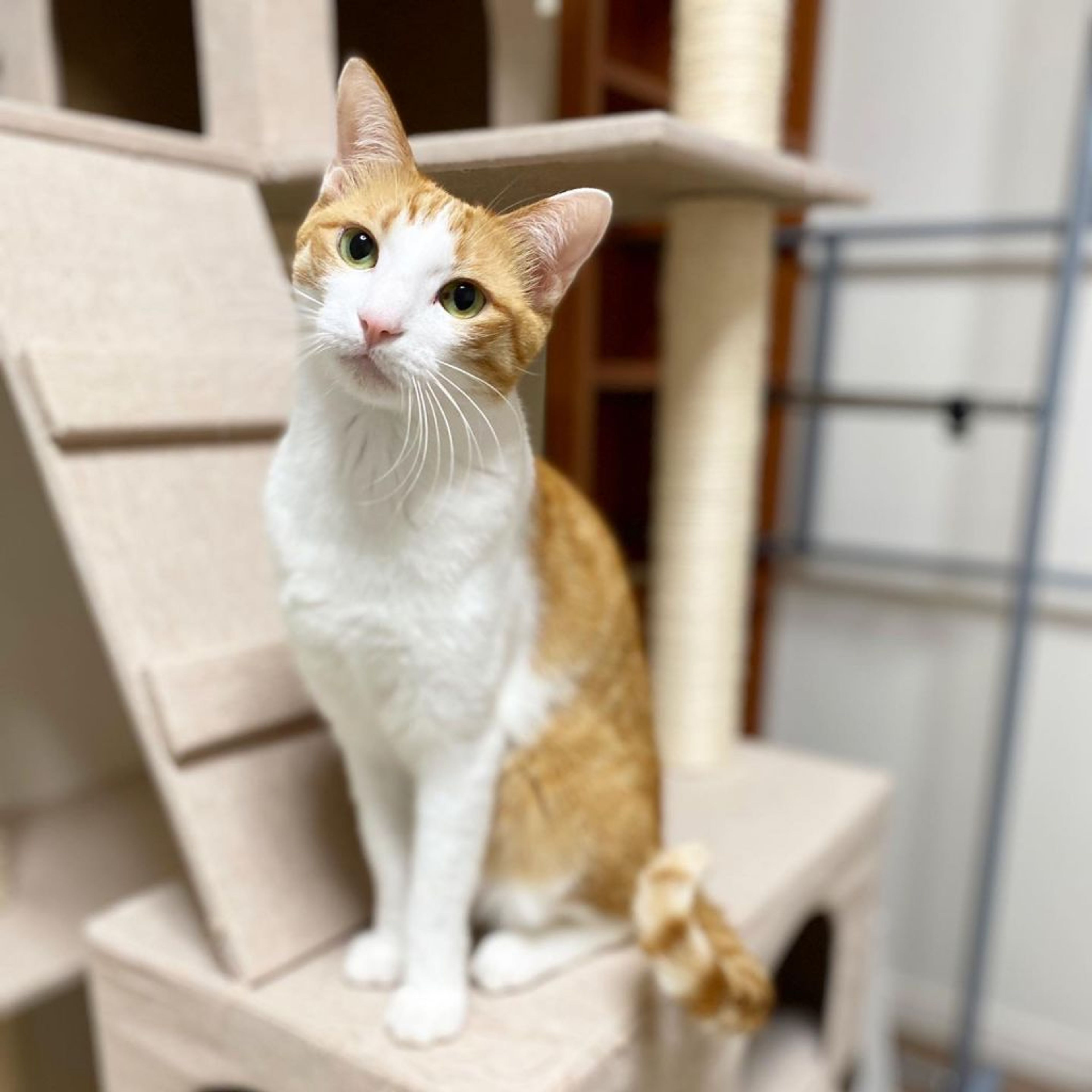 pet-image-4