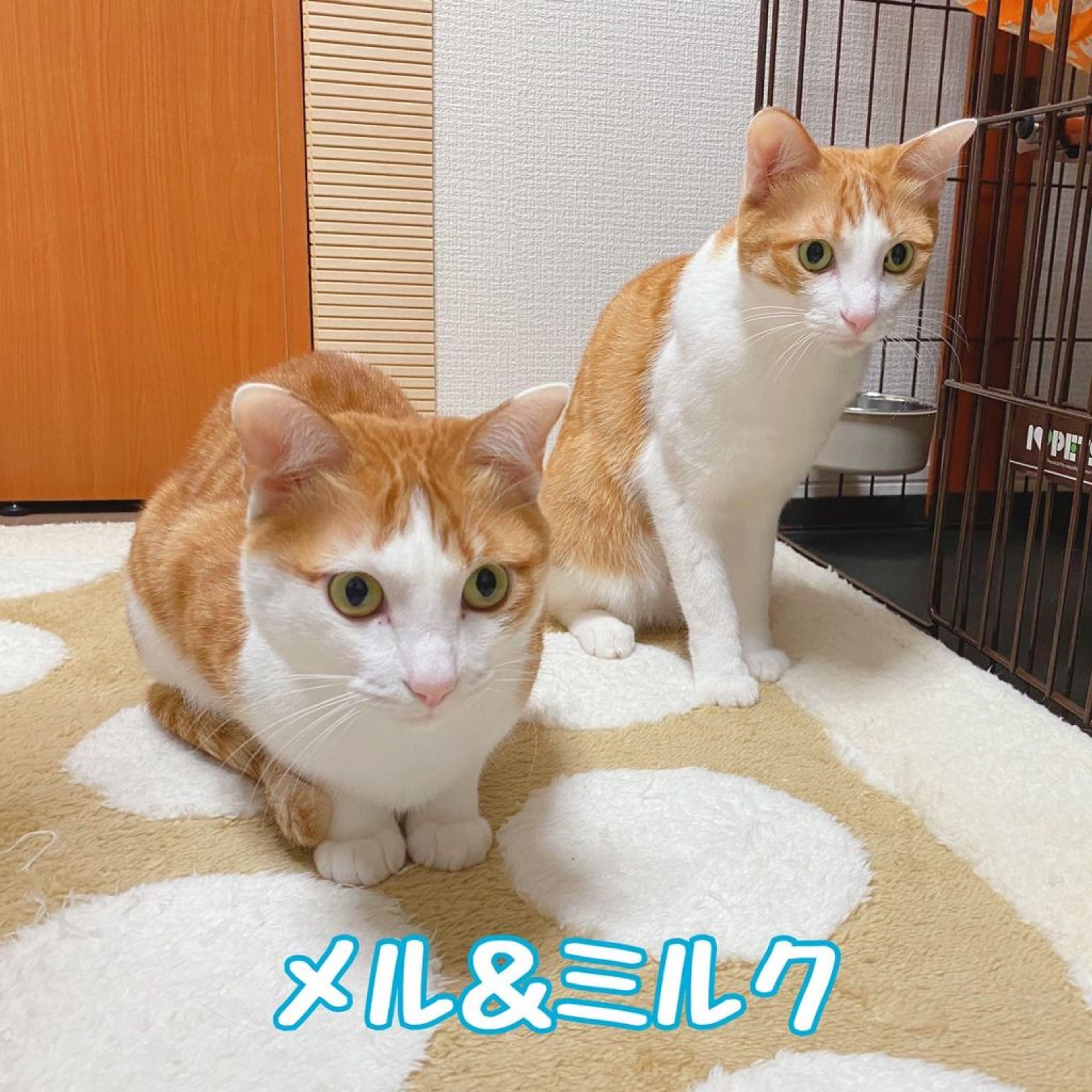 pet-image-5