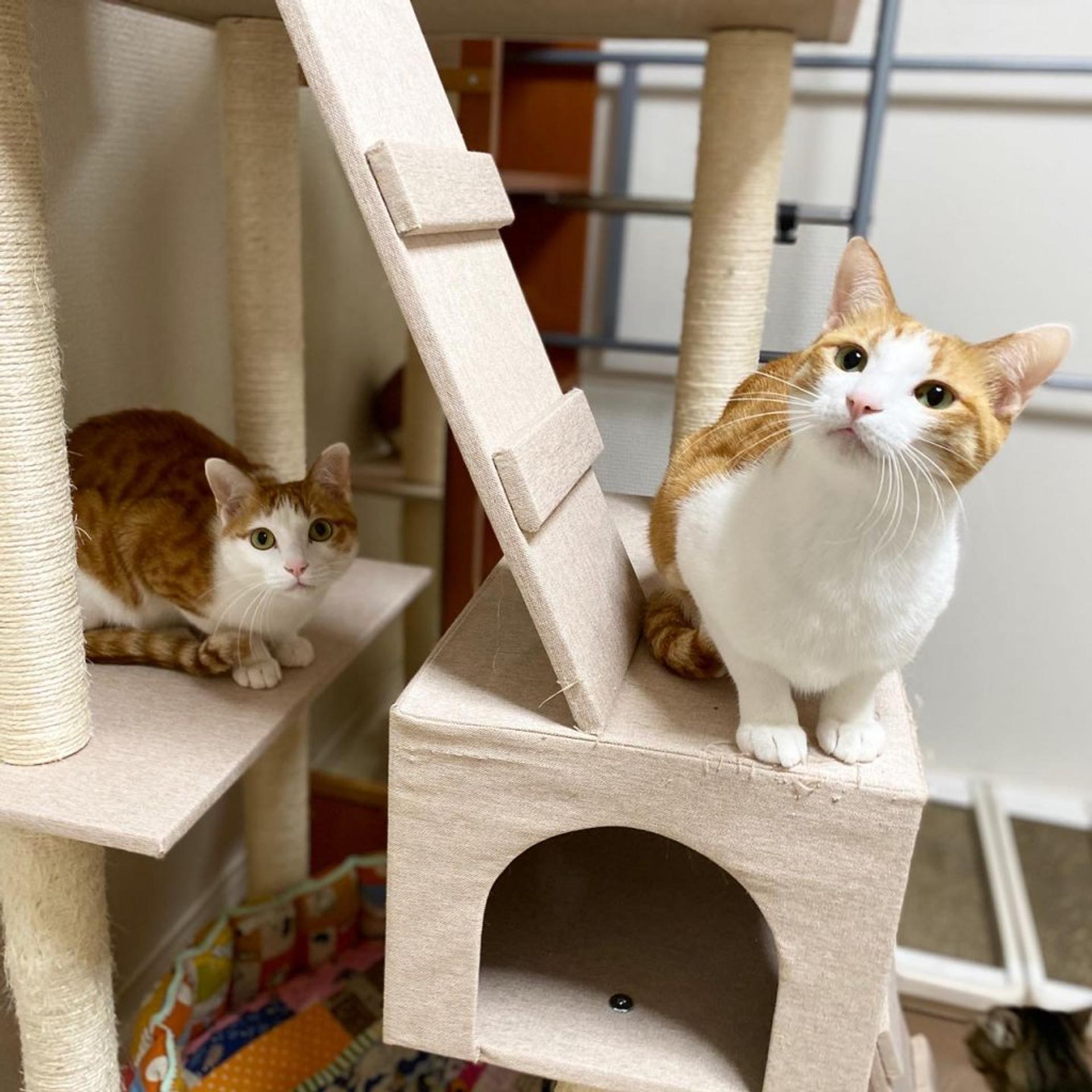 pet-image-6