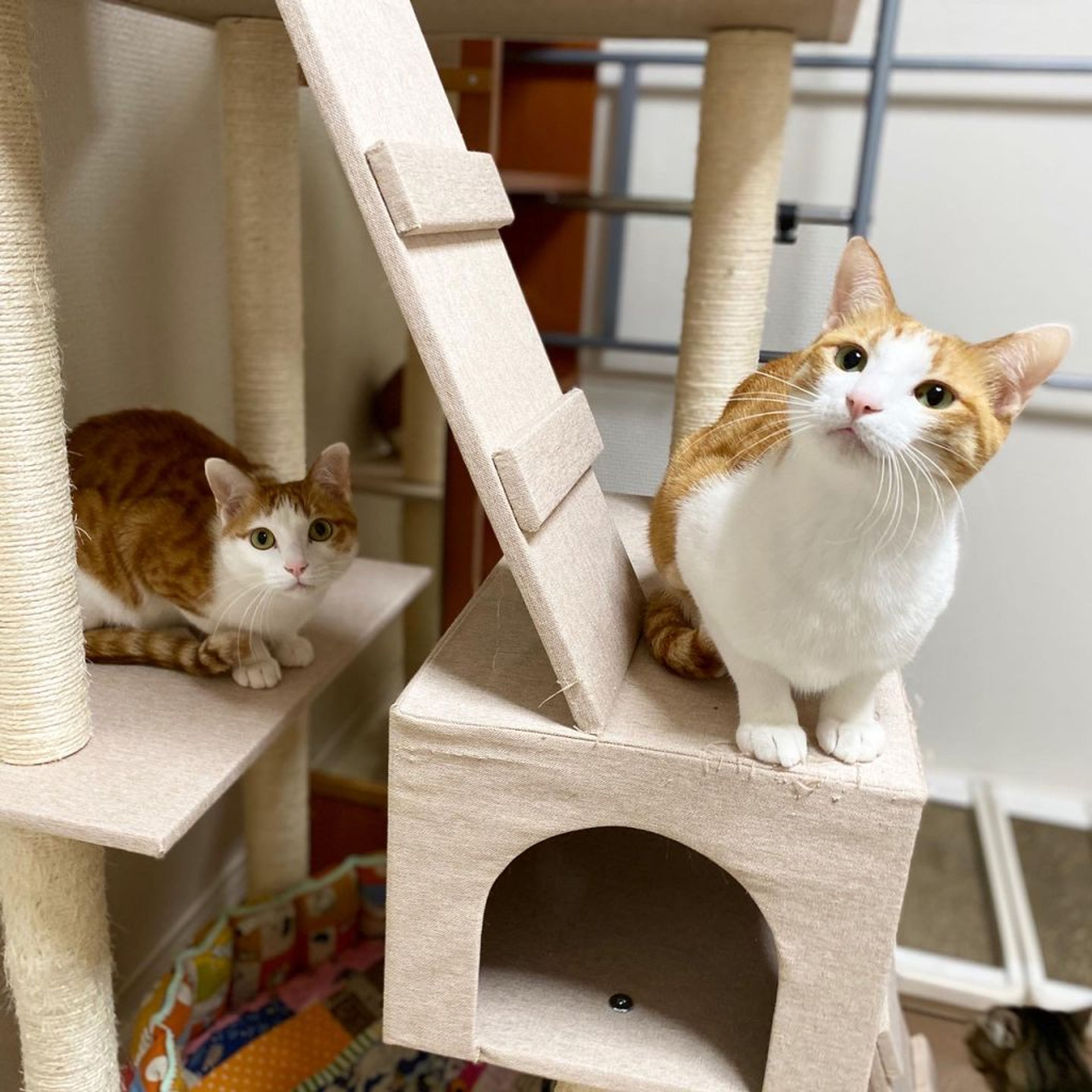 pet-image-6