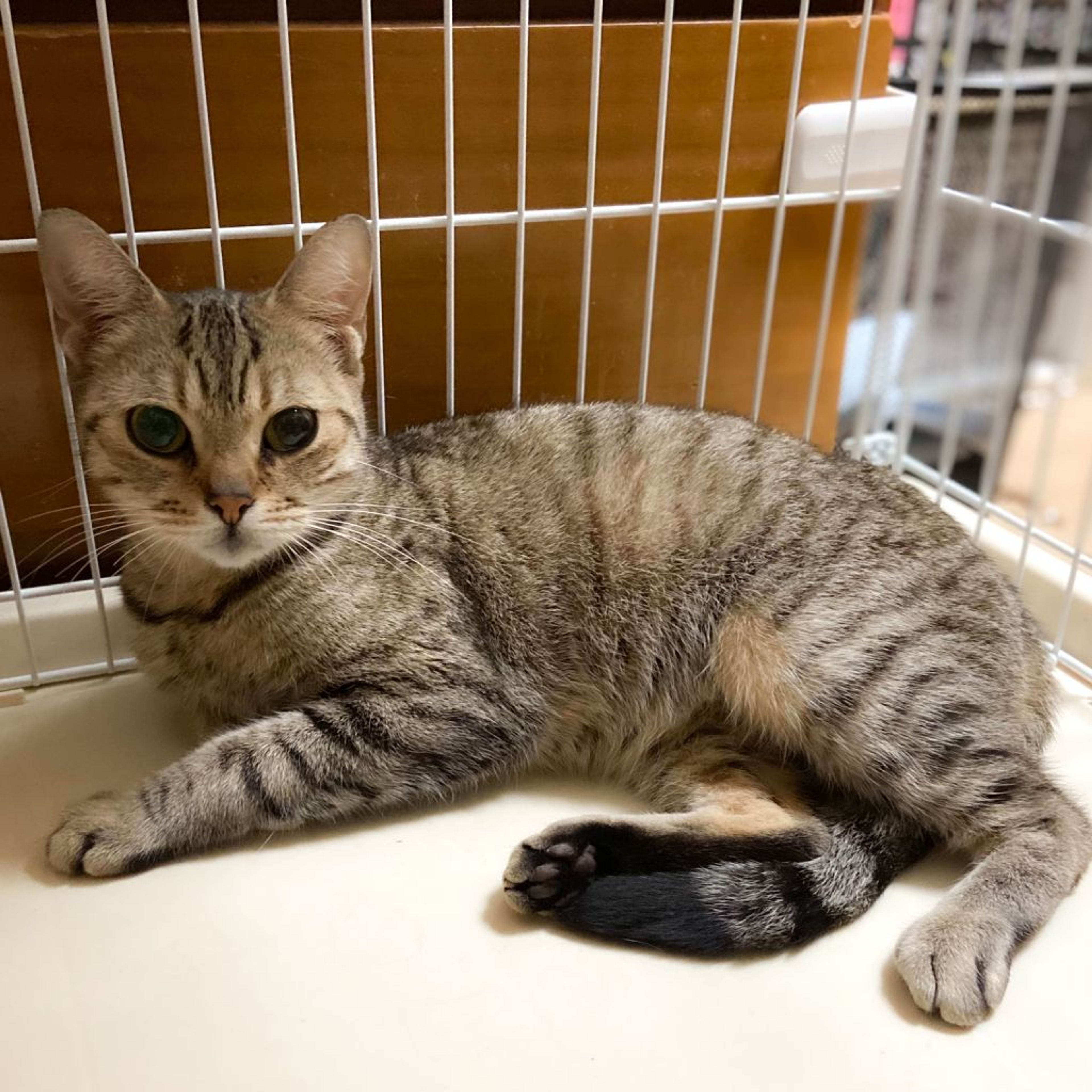 pet-image-4