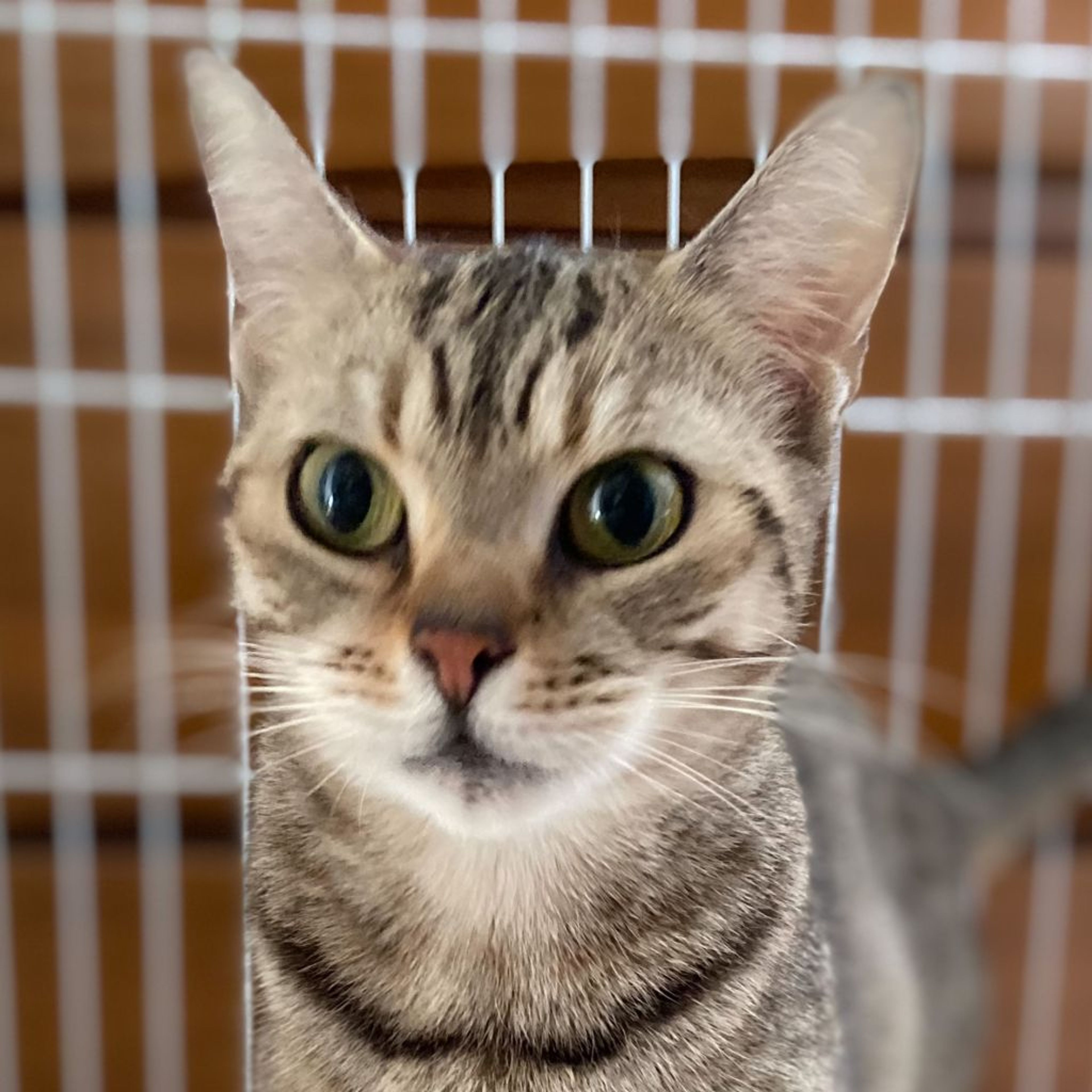 pet-image-5