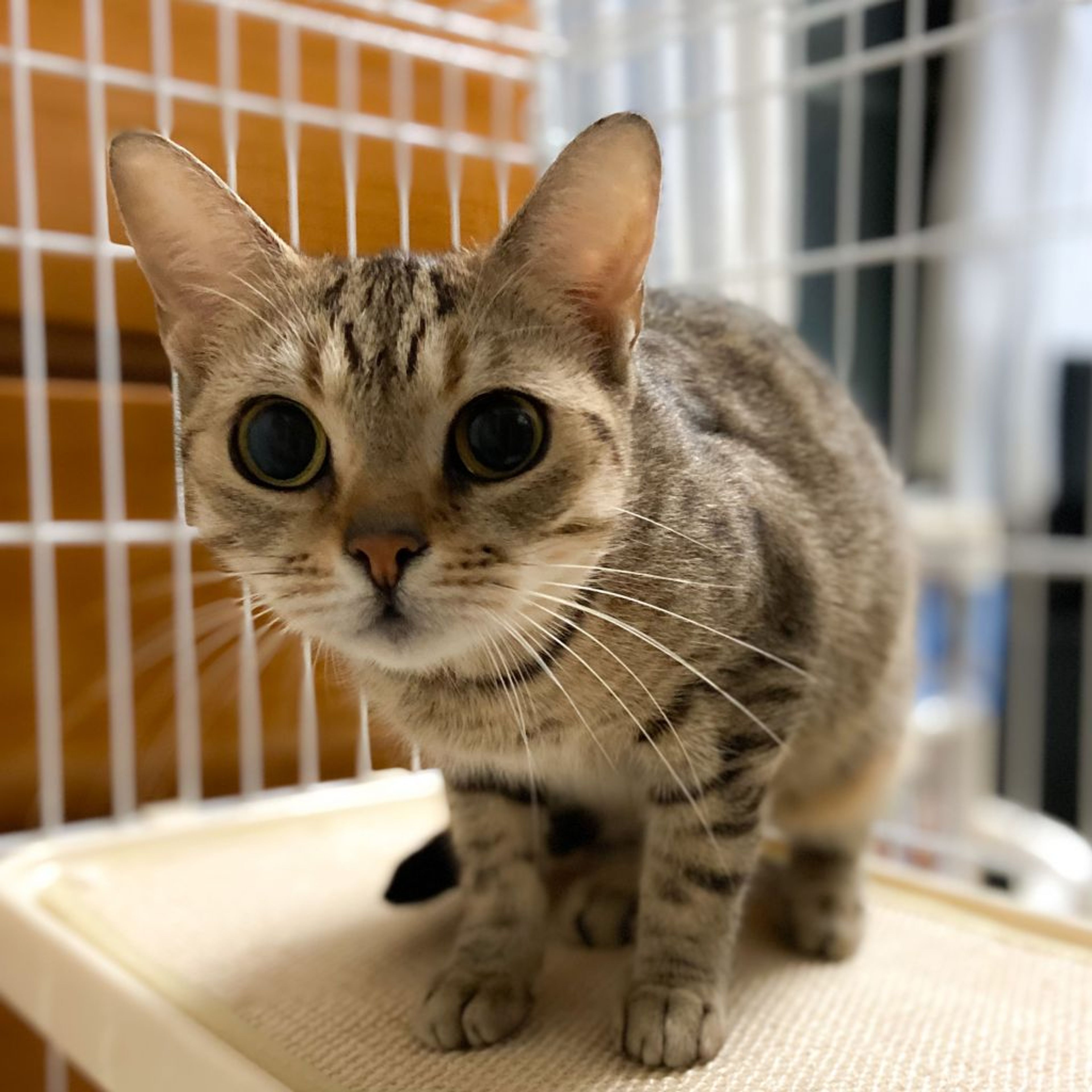 pet-image-6