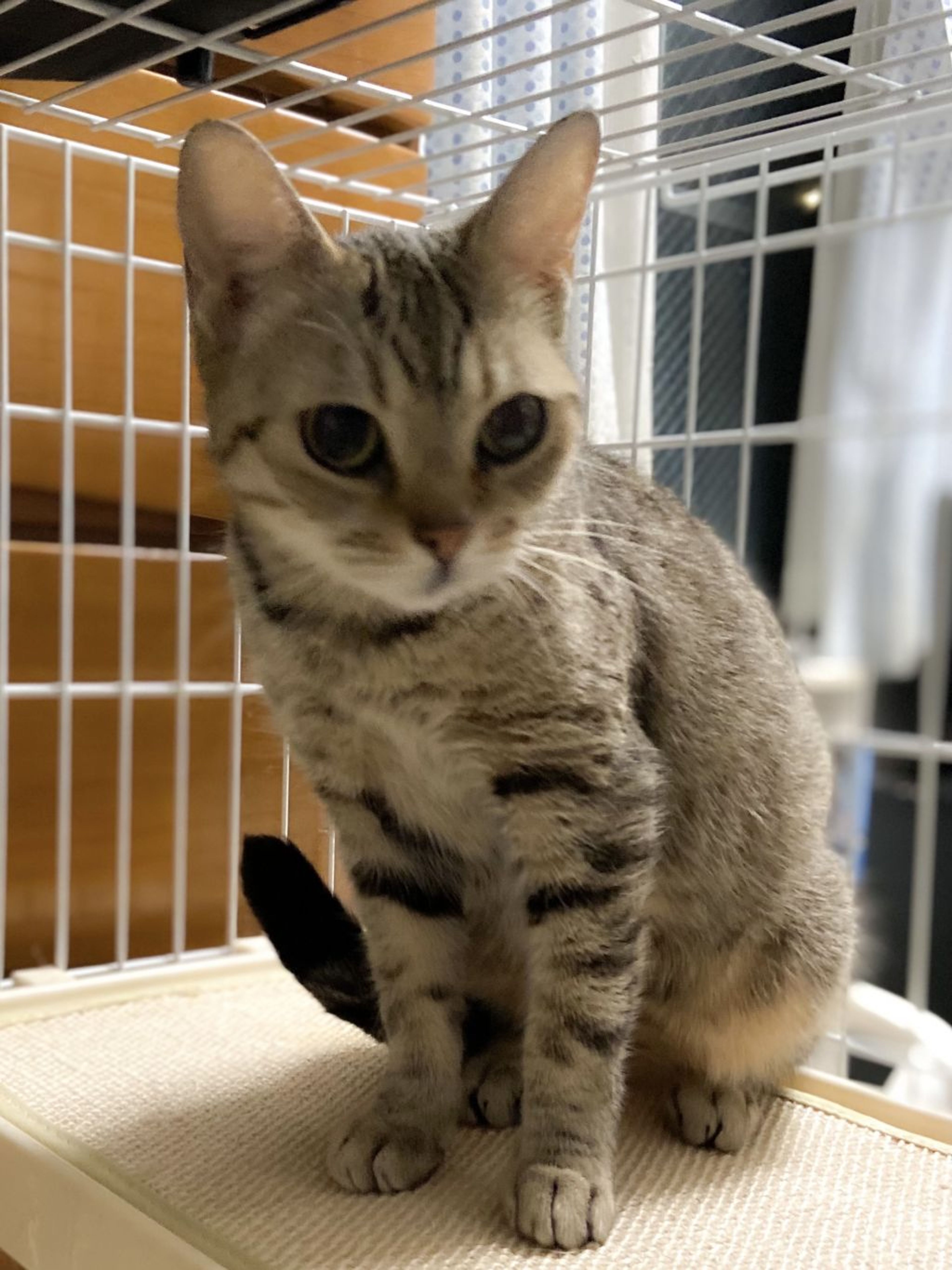 pet-image-2
