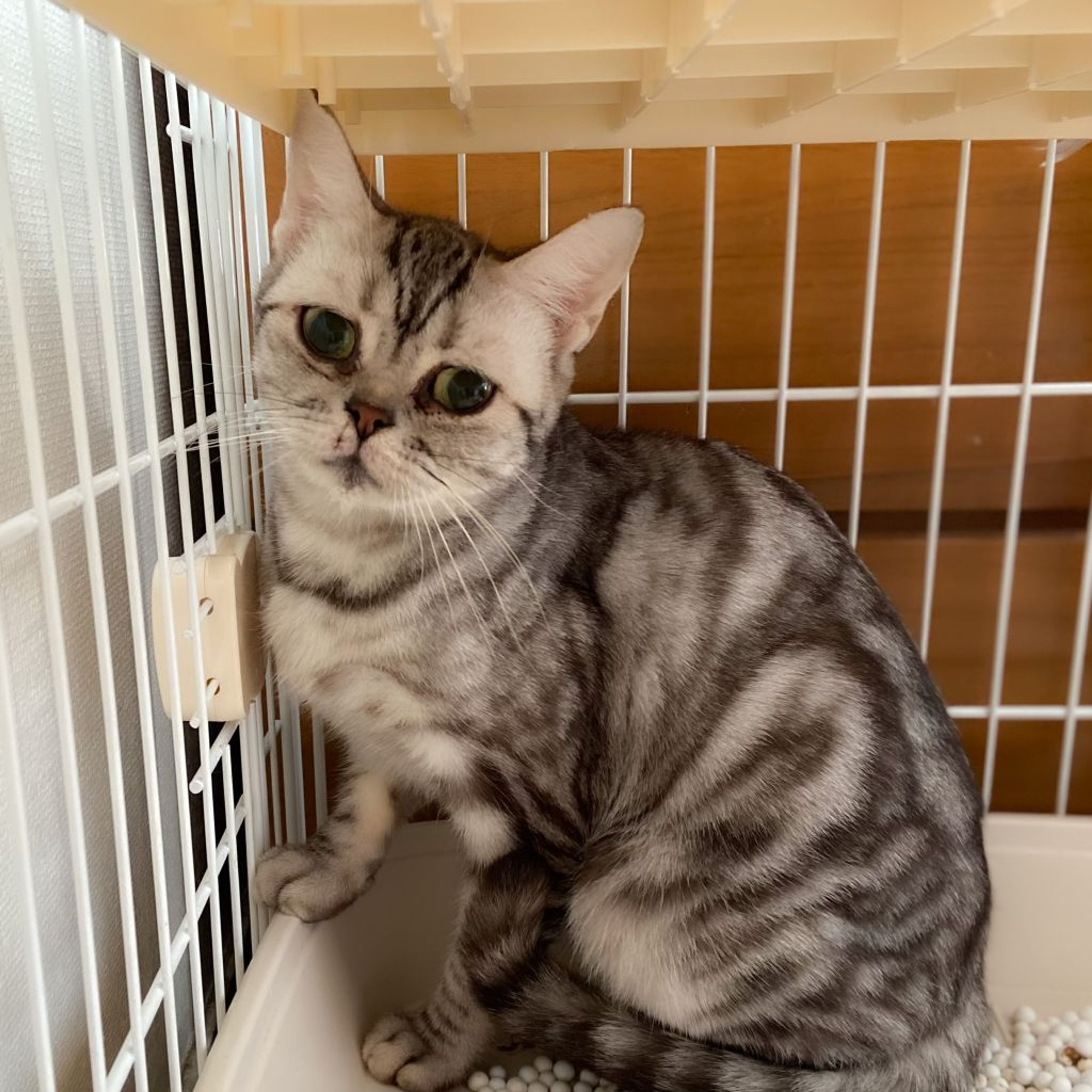 pet-image-4