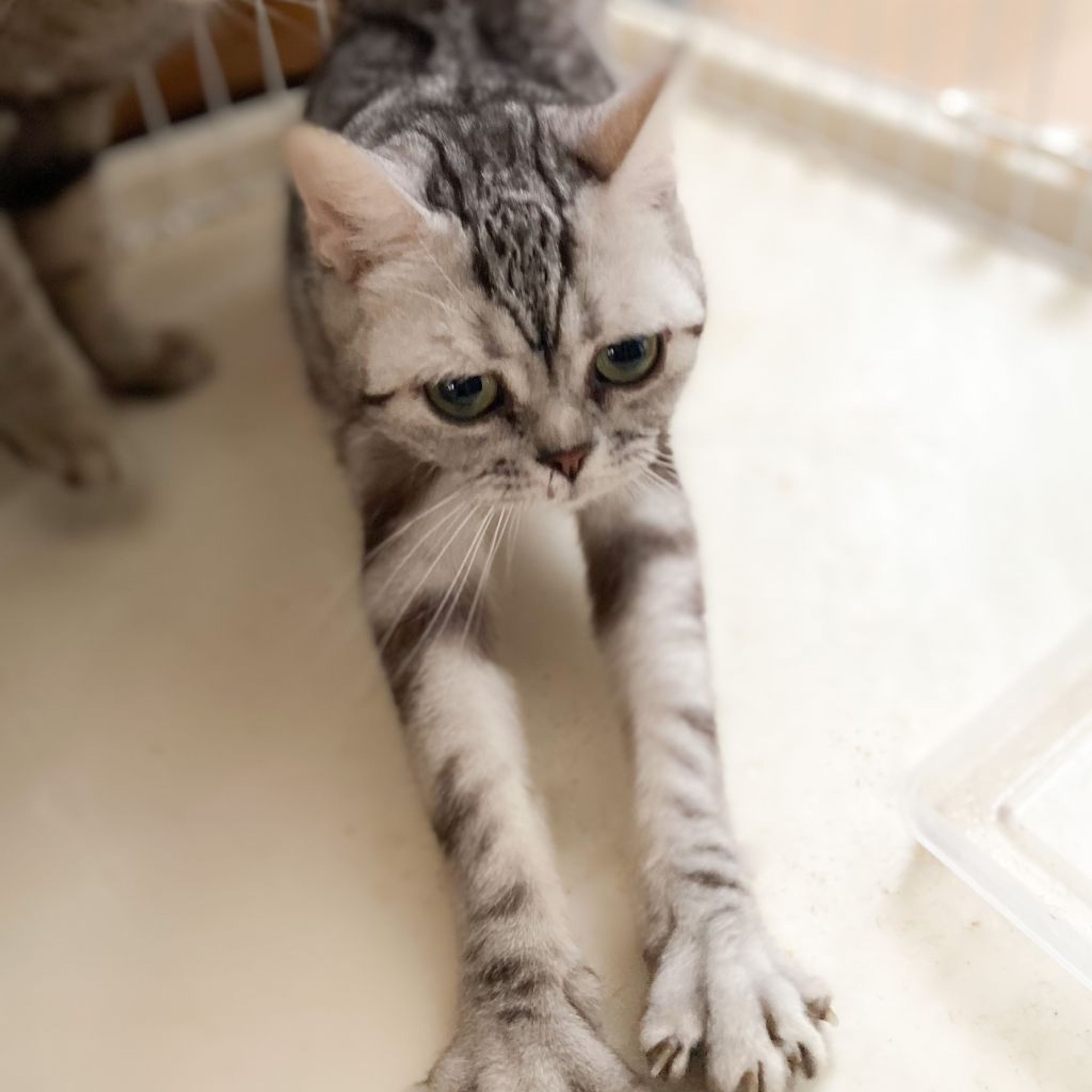 pet-image-5