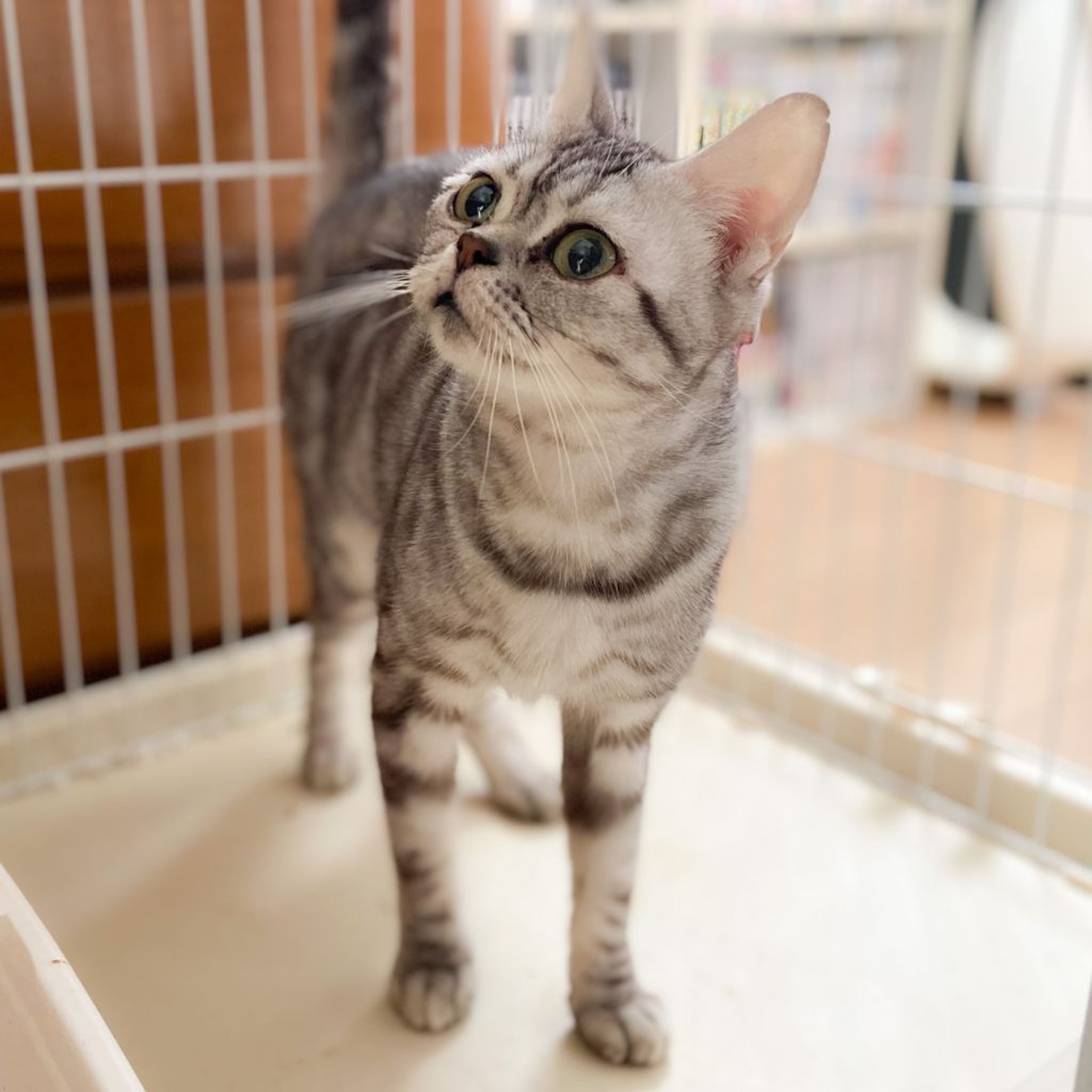 pet-image-6