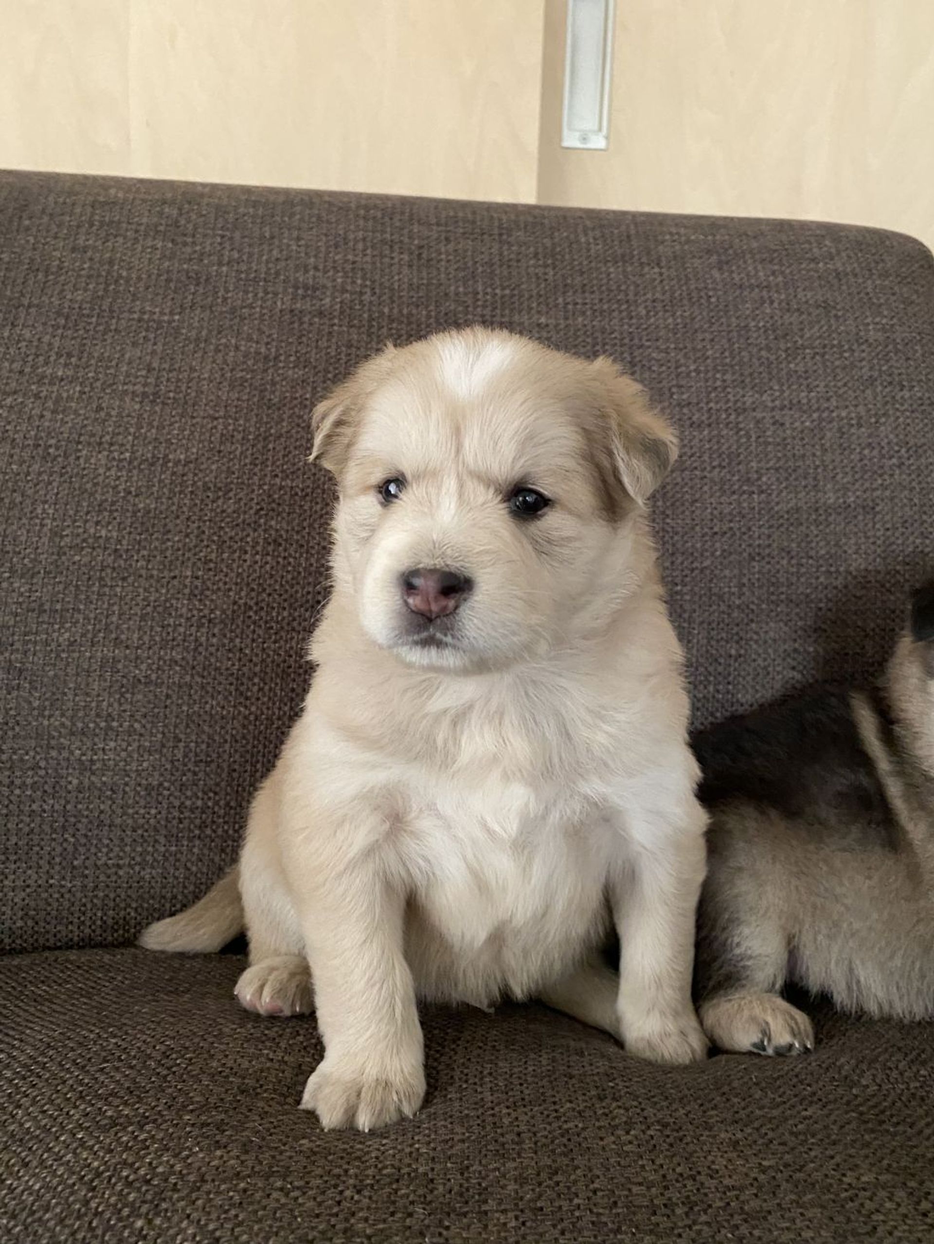 雑種（ミックス犬）・オスの里親募集の写真