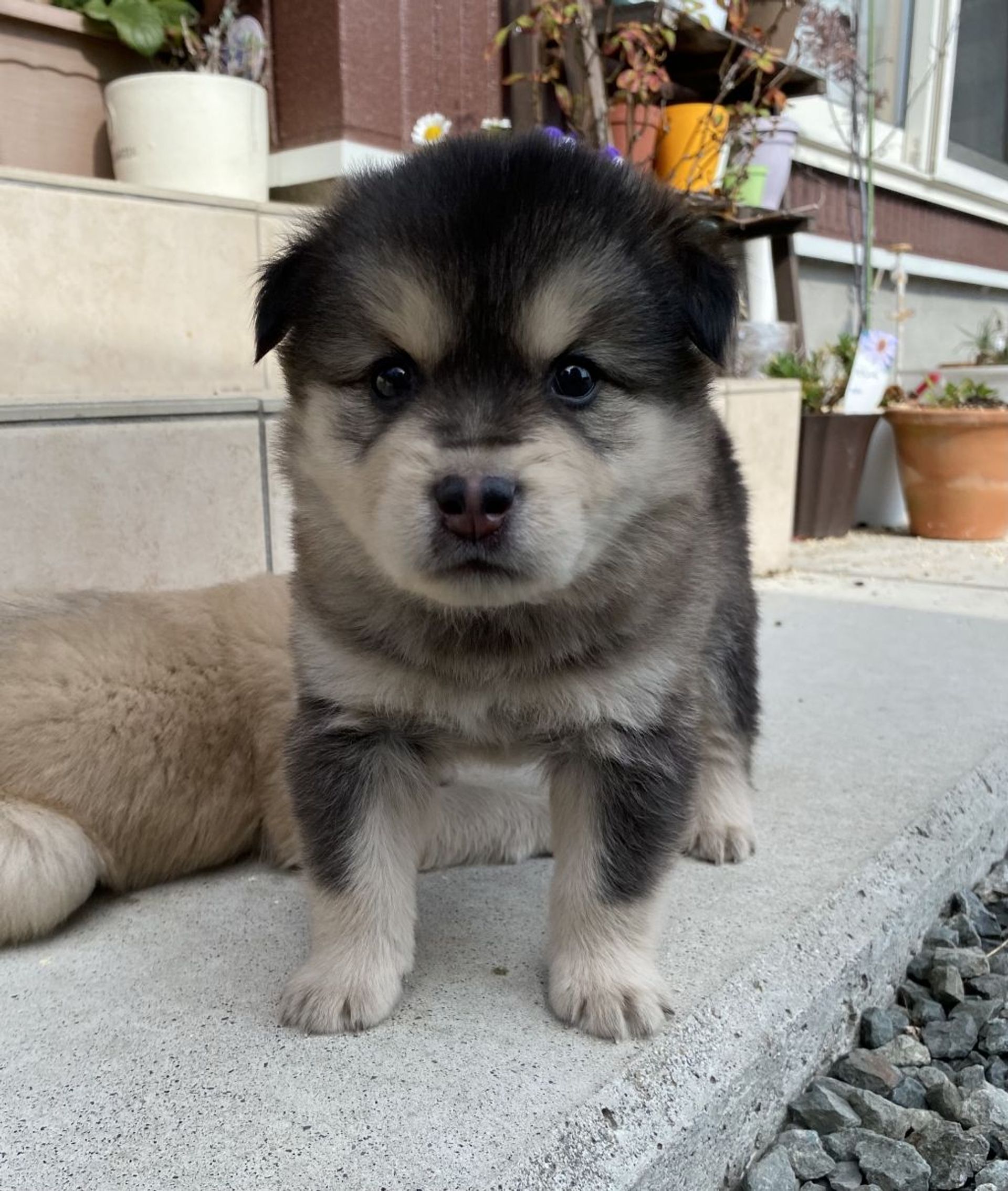 雑種（ミックス犬）・オスの里親募集の写真
