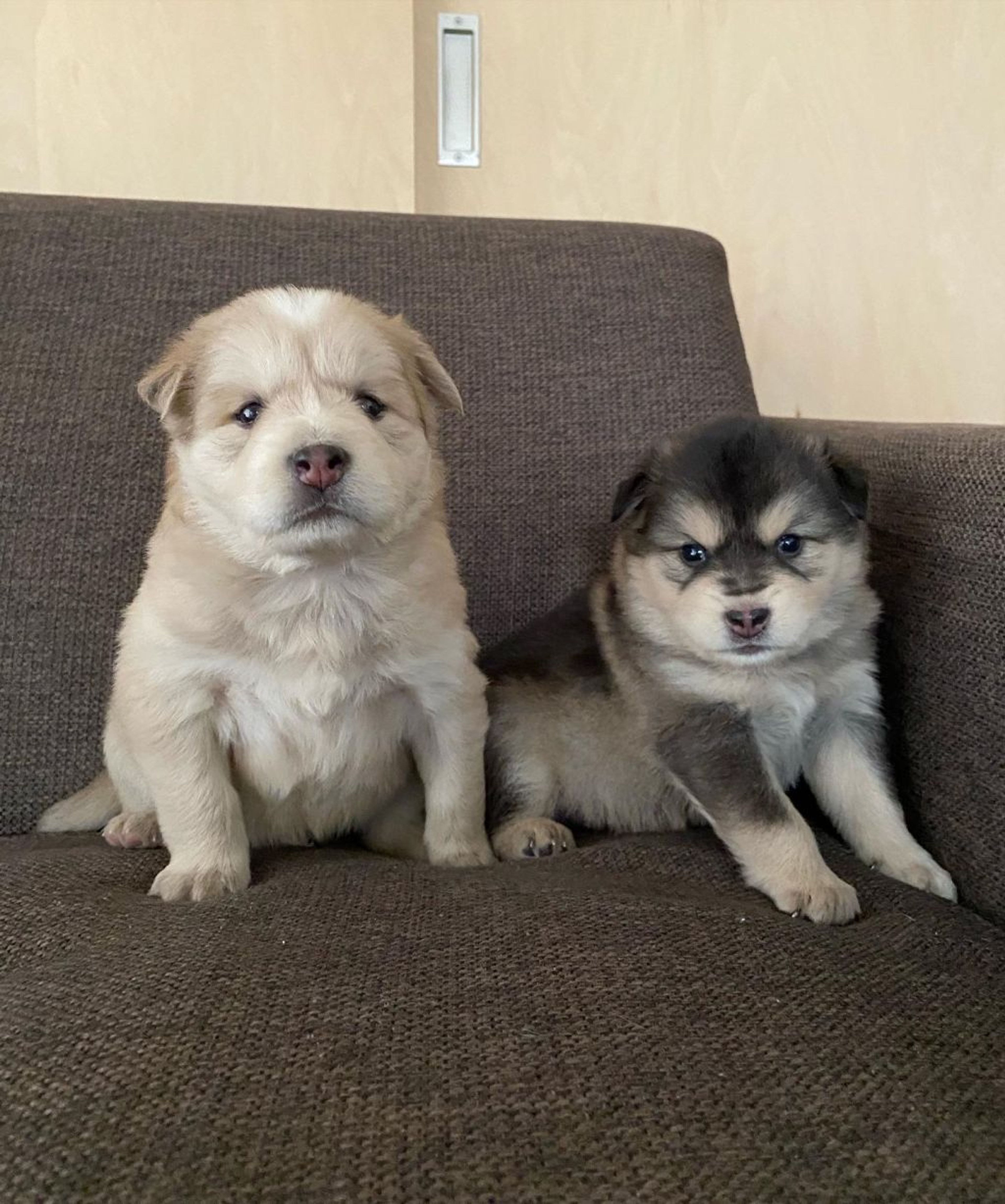 pet-image-4