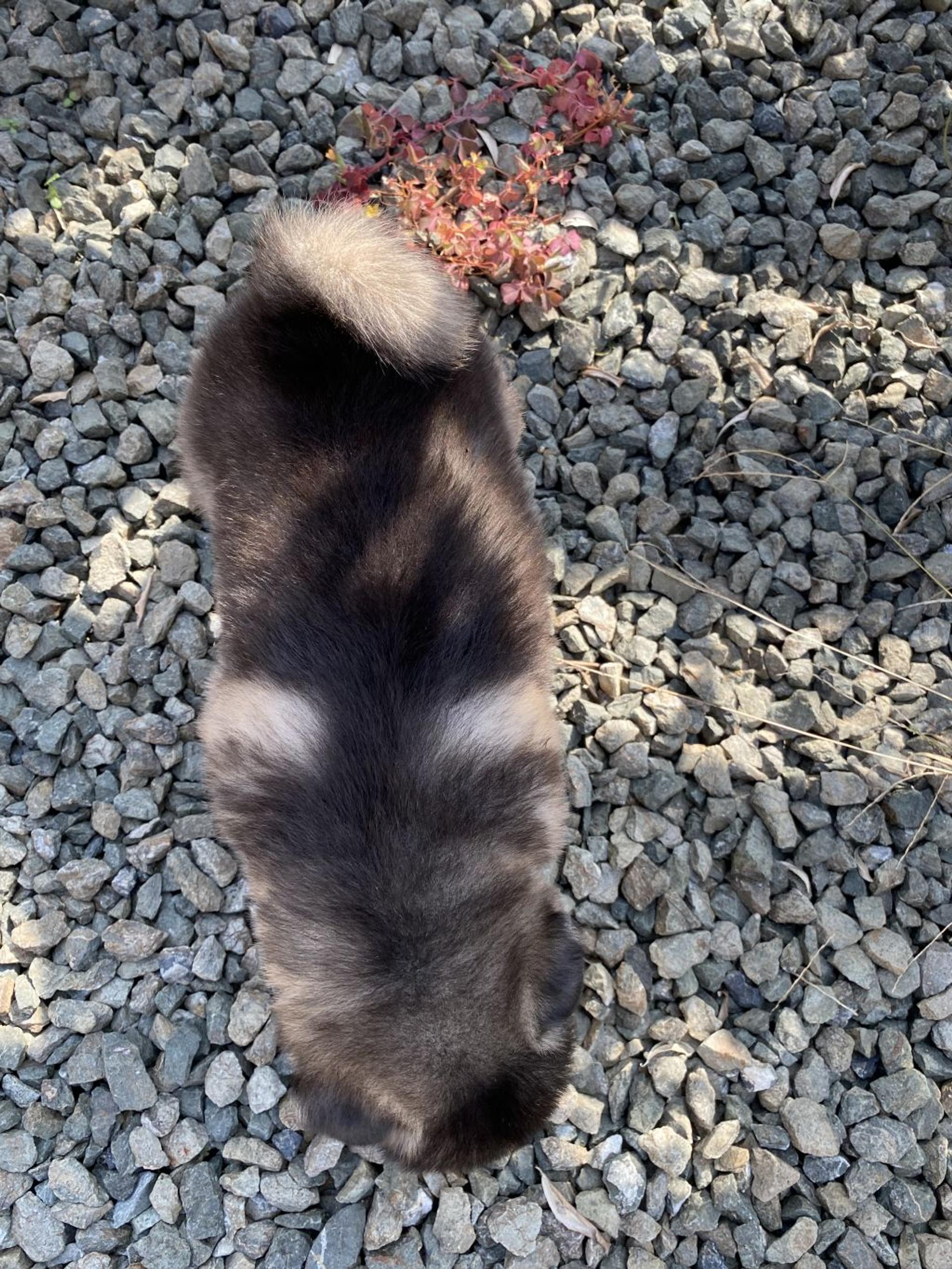 pet-image-5