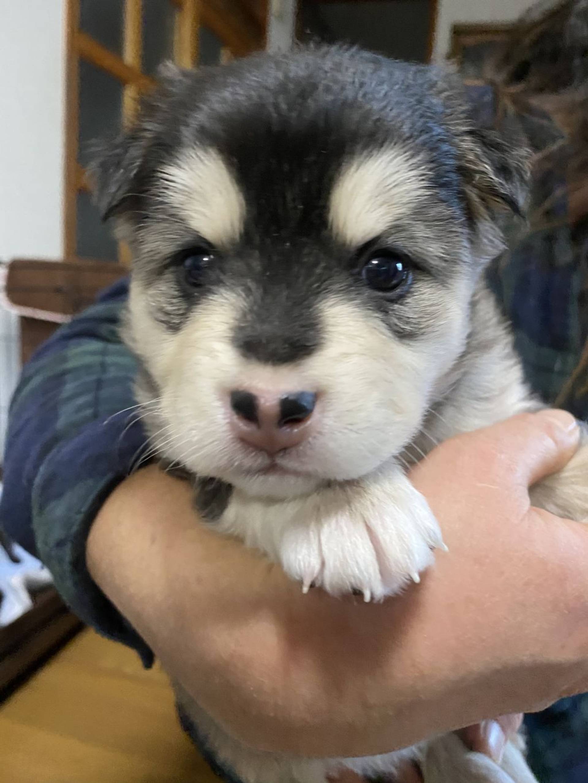 雑種（ミックス犬）・メスの里親募集の写真