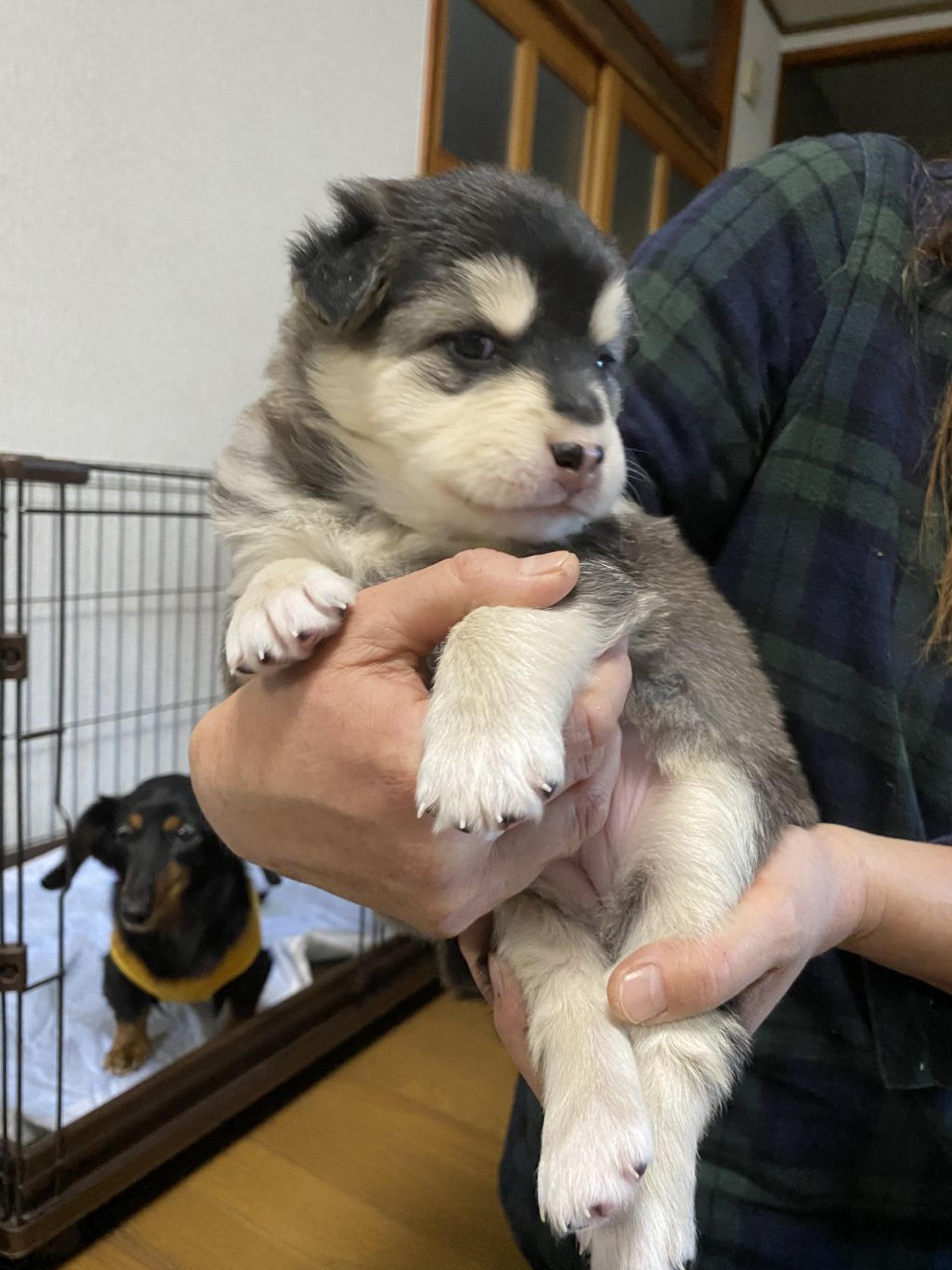 pet-image-2