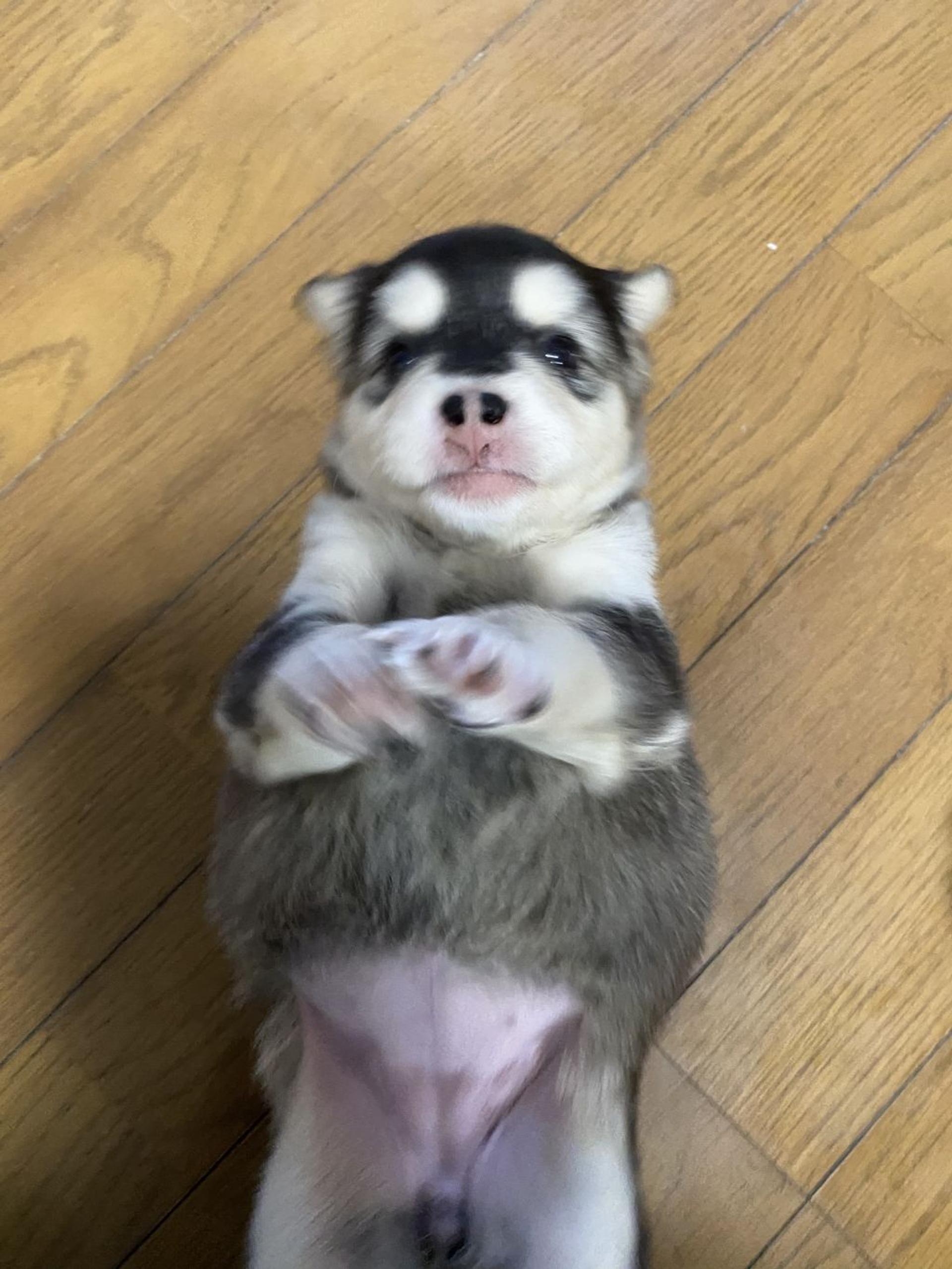 pet-image-5