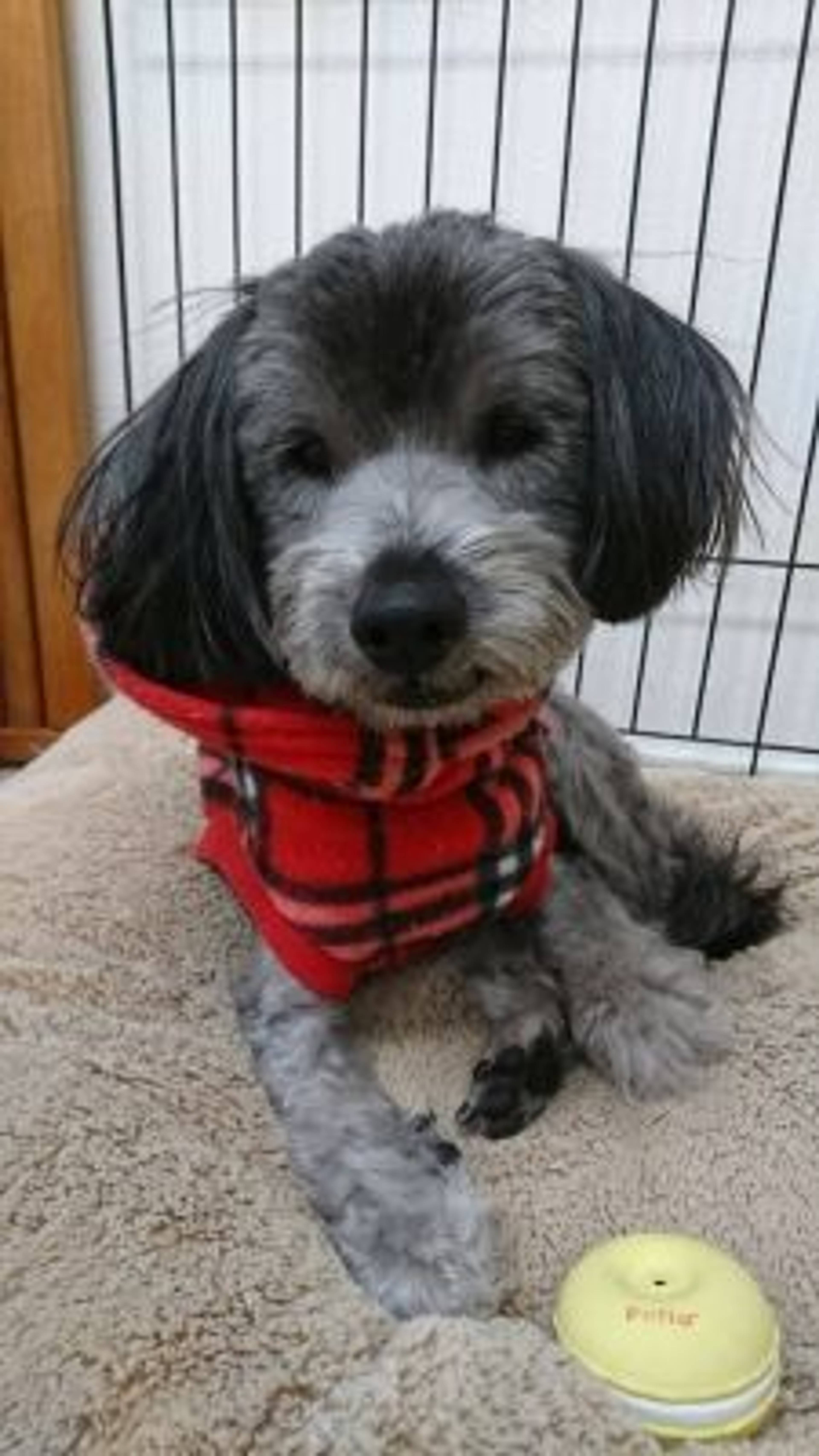 雑種（ミックス犬）・オスの里親募集の写真