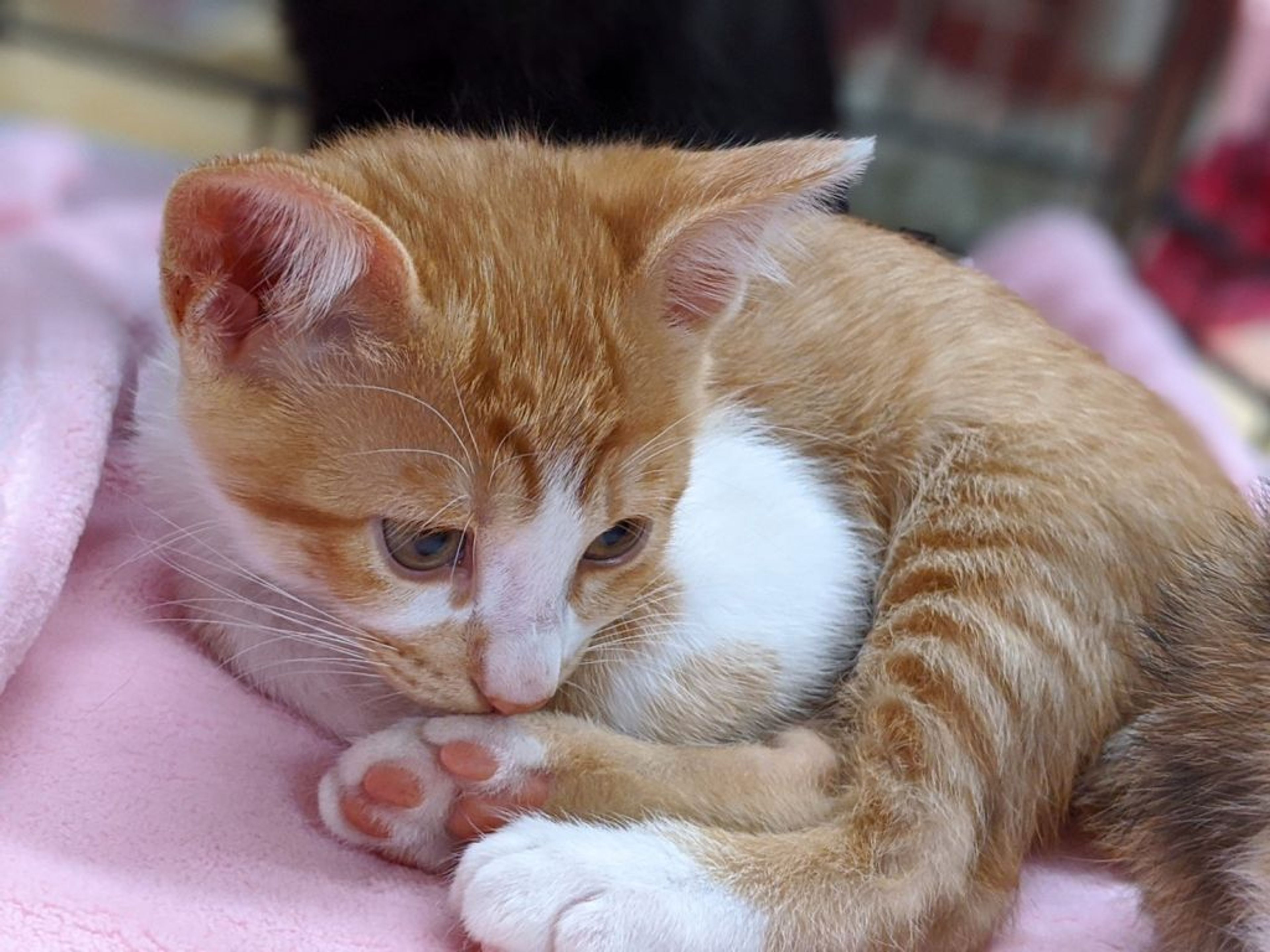 pet-image-3
