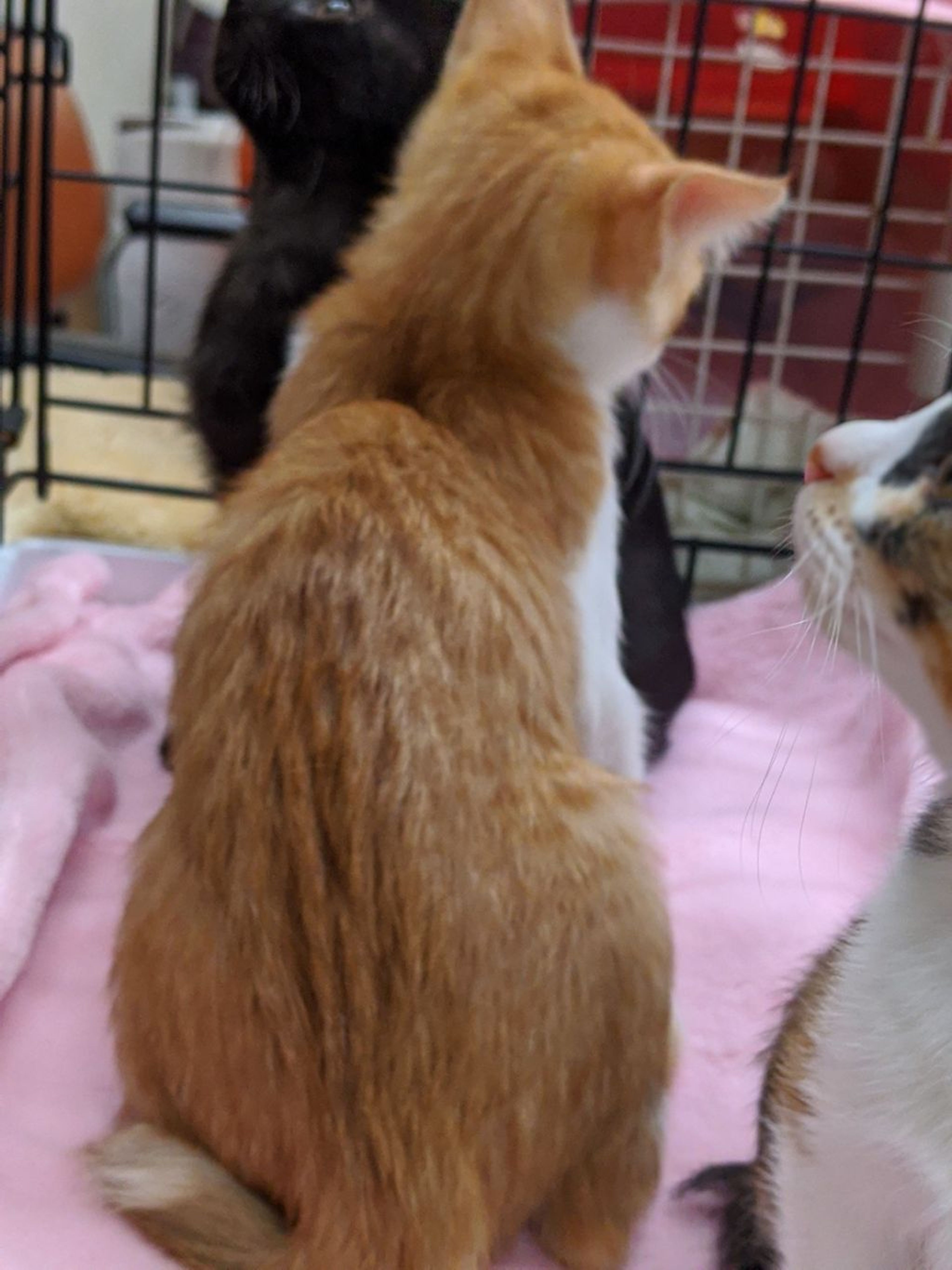 pet-image-4