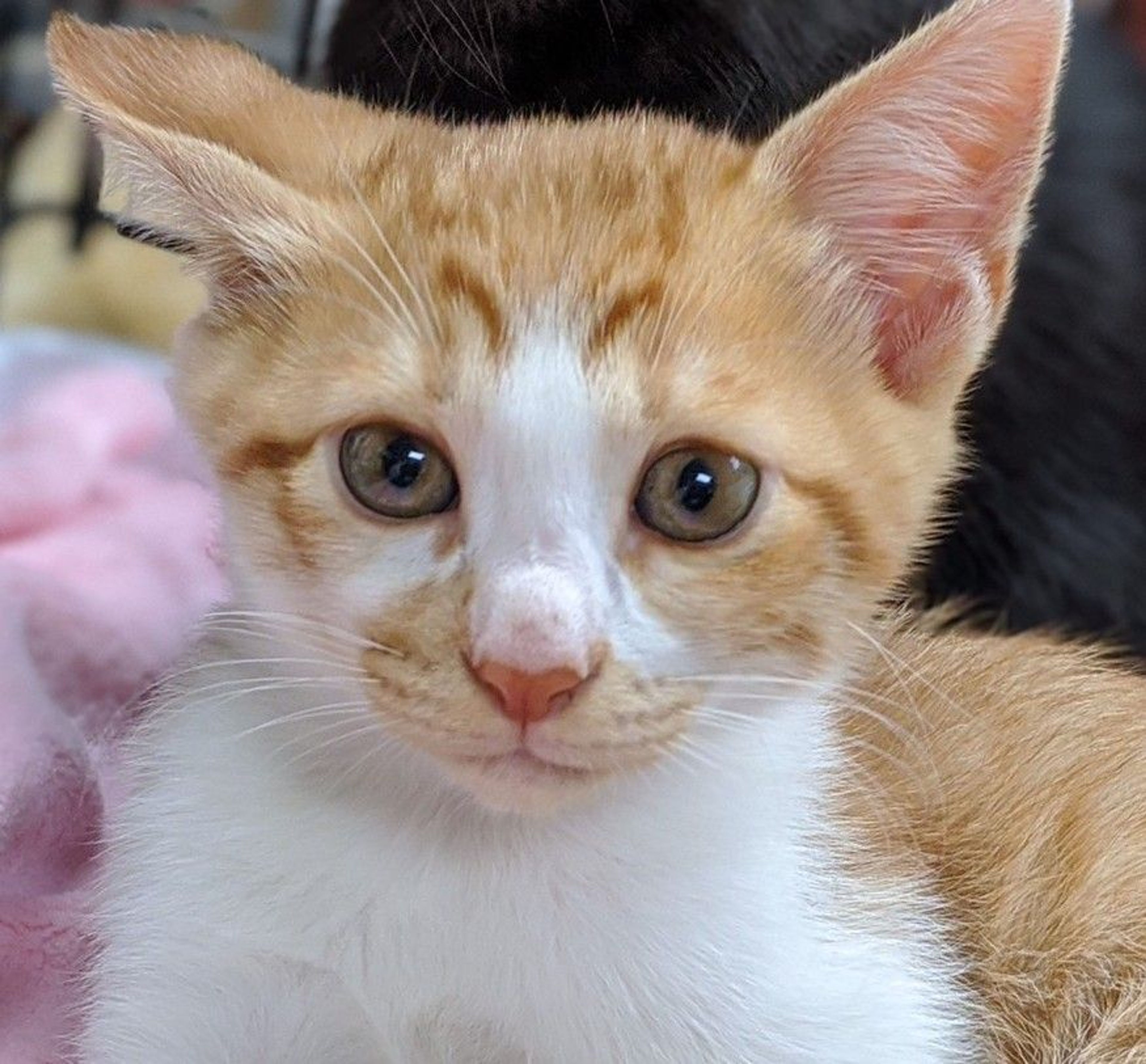 pet-image-5