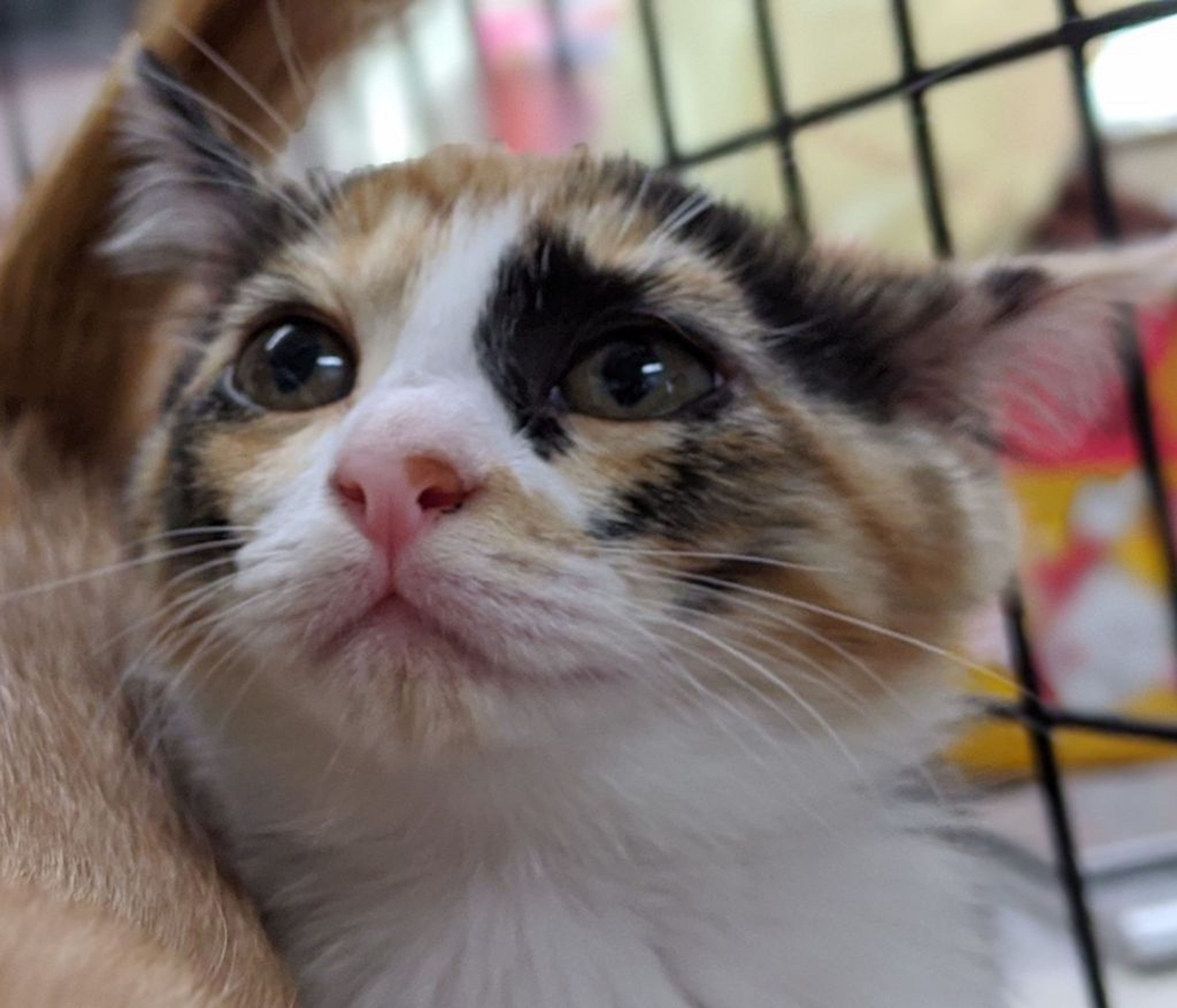 pet-image-4