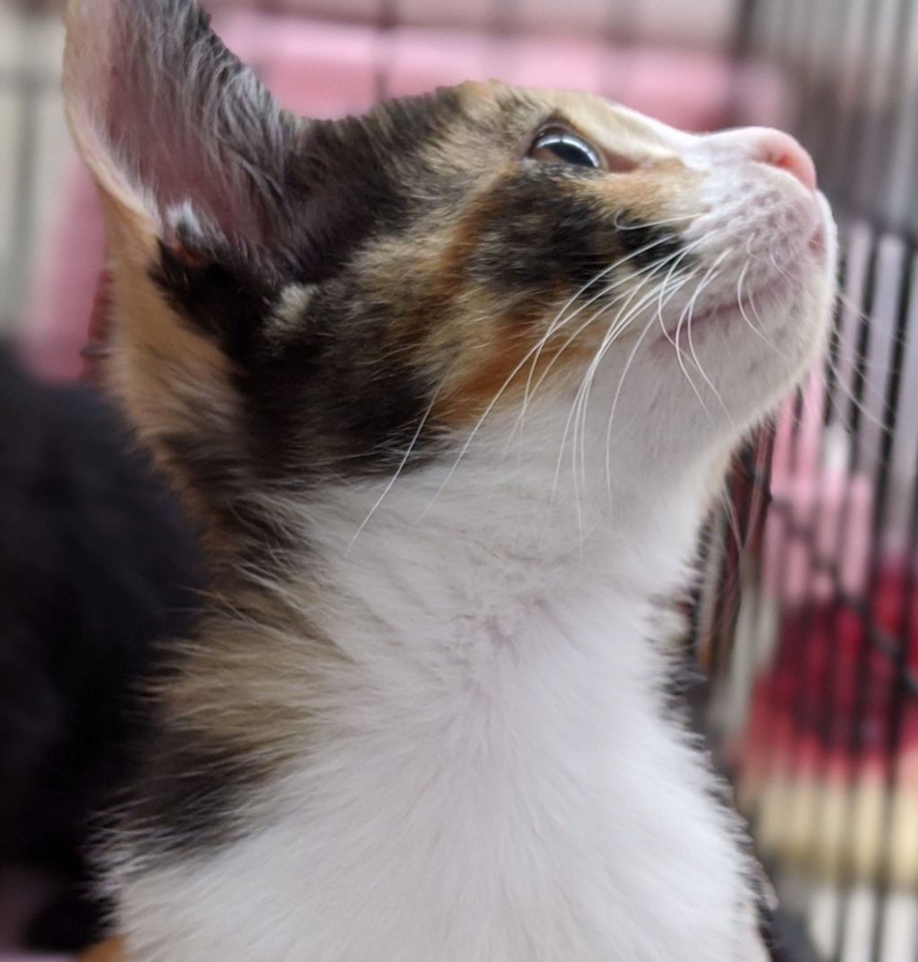 pet-image-5