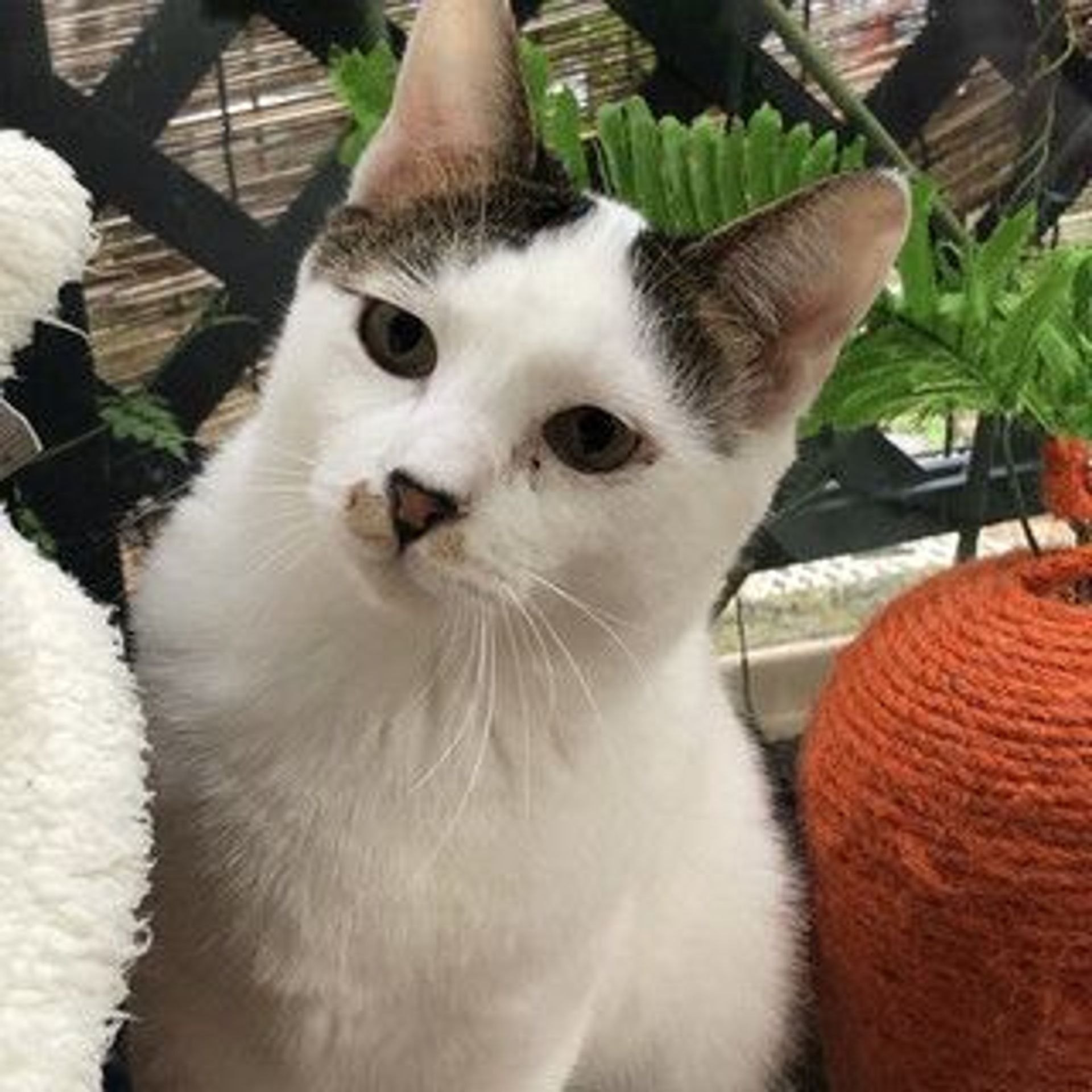 雑種（ミックス猫）・オスの里親募集の写真