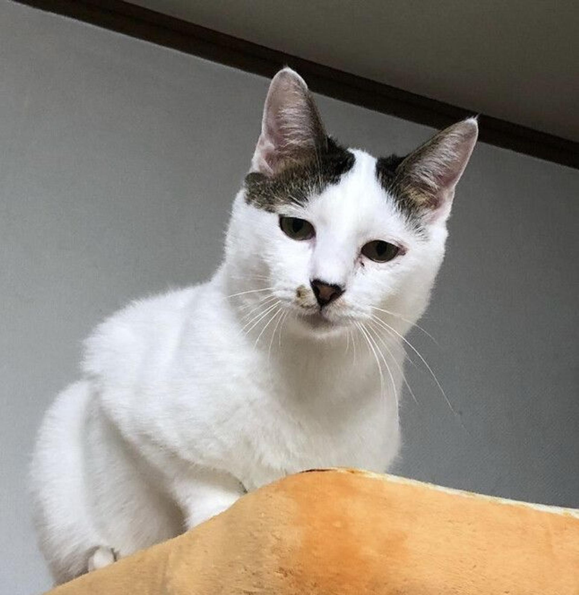 pet-image-2