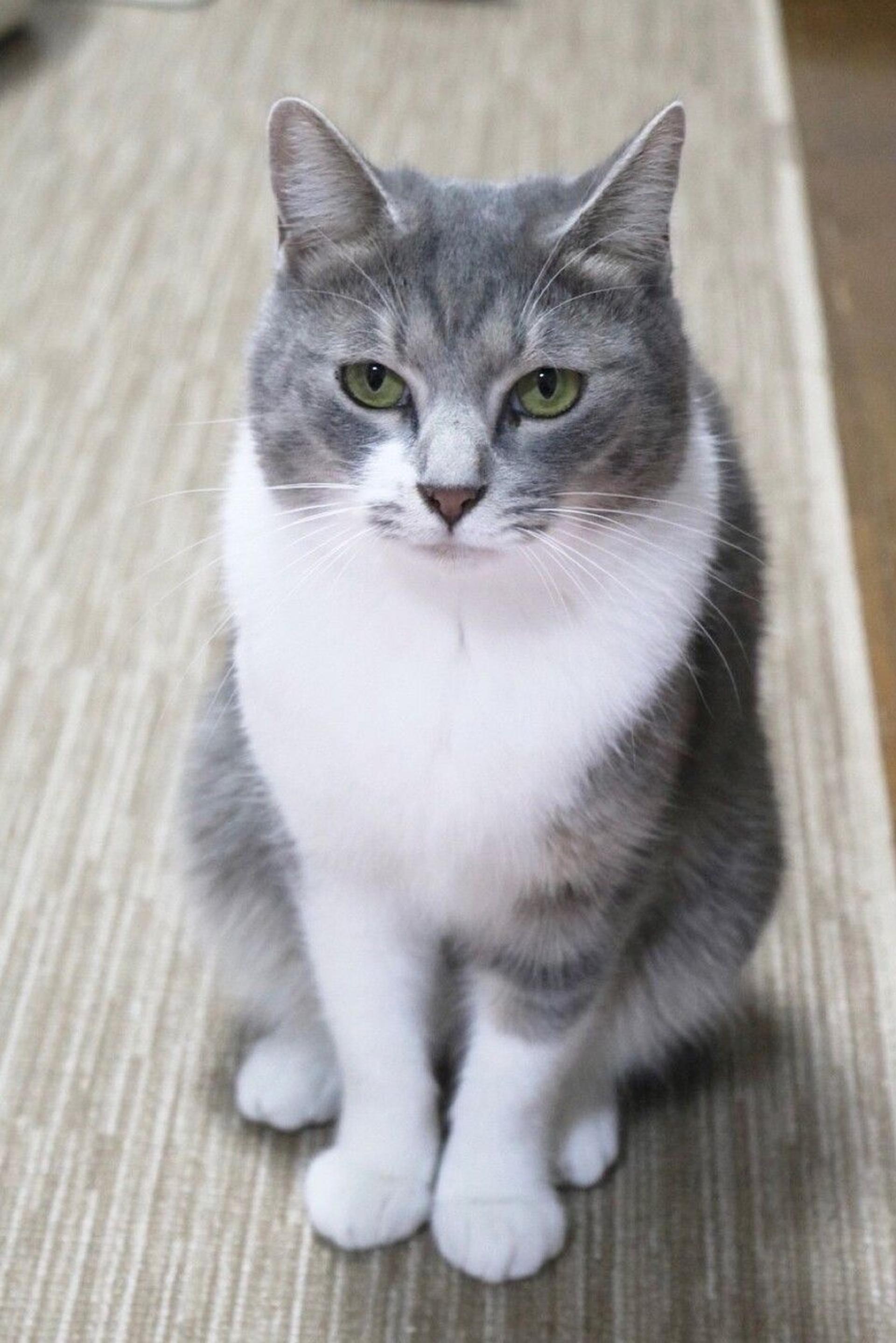 pet-image-3