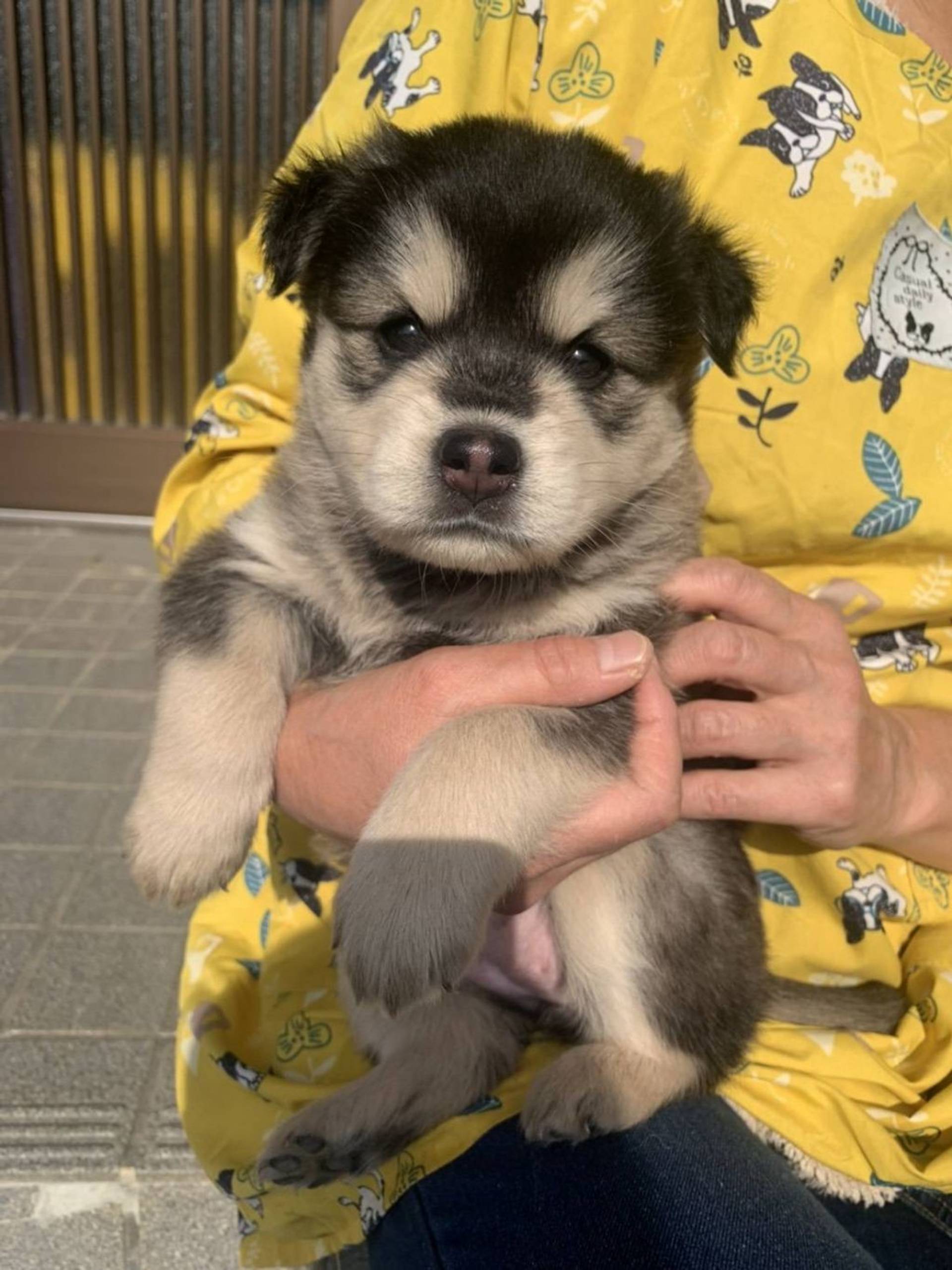 雑種（ミックス犬）・メスの里親募集の写真