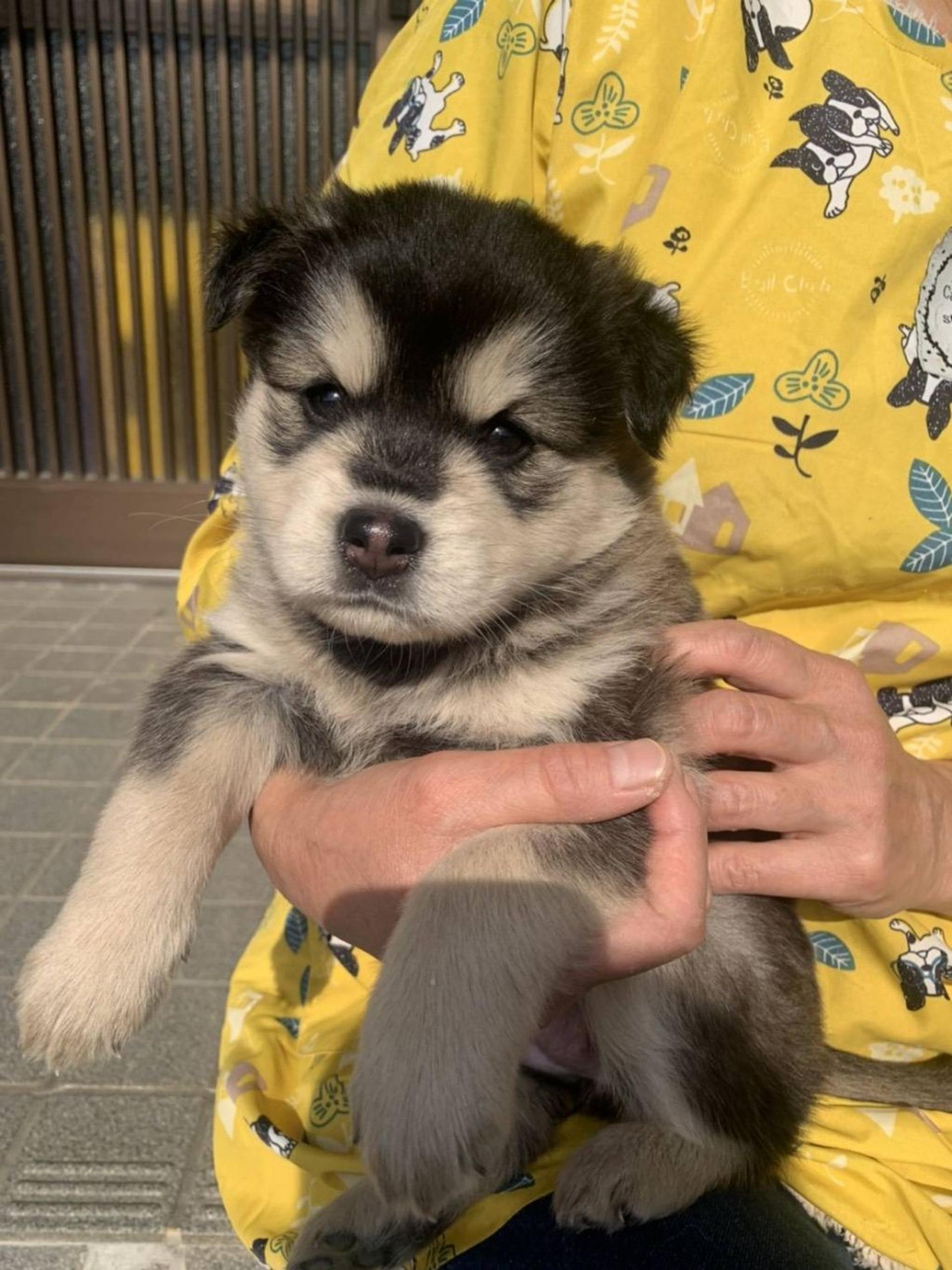 pet-image-2