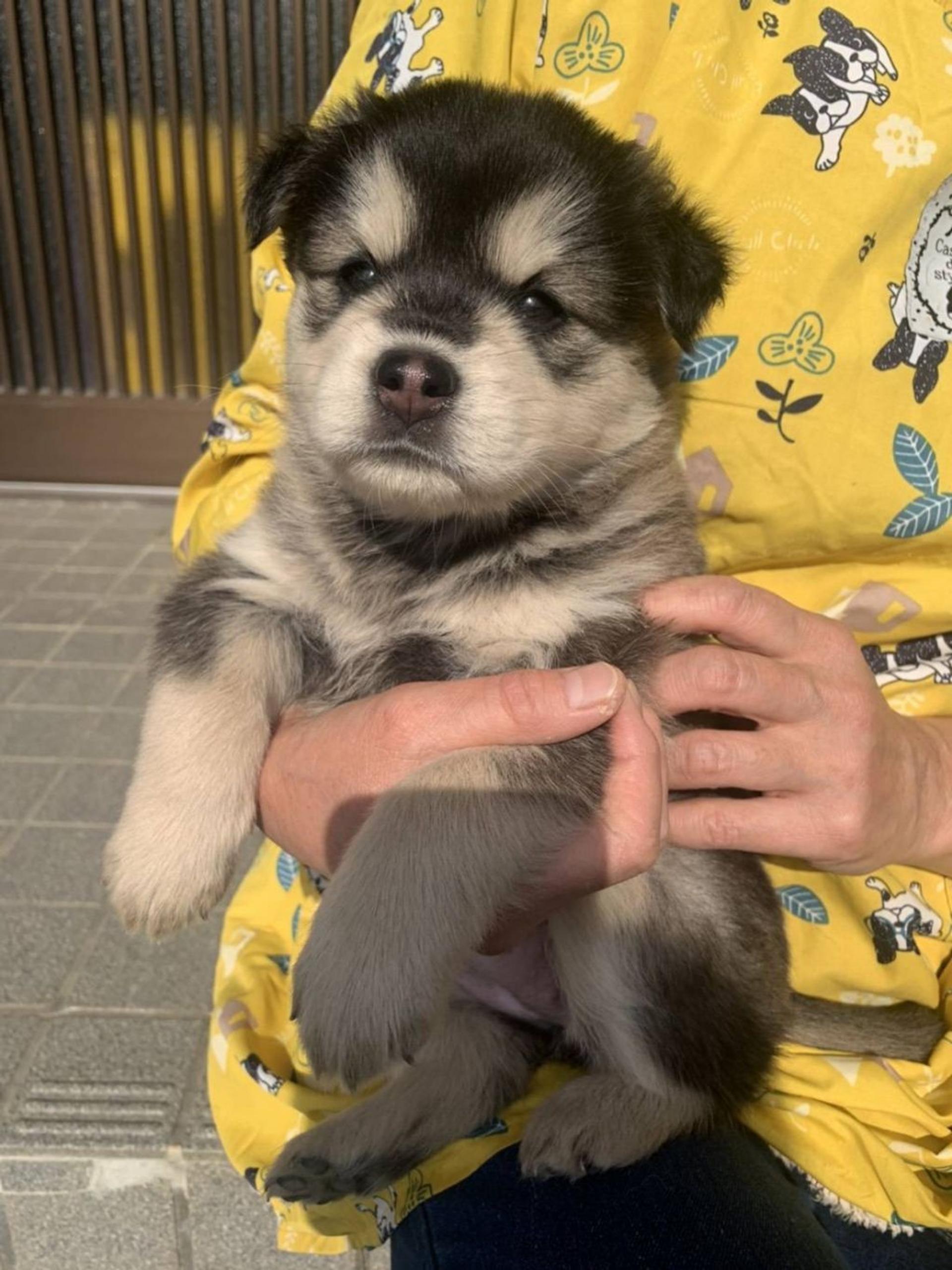 pet-image-3