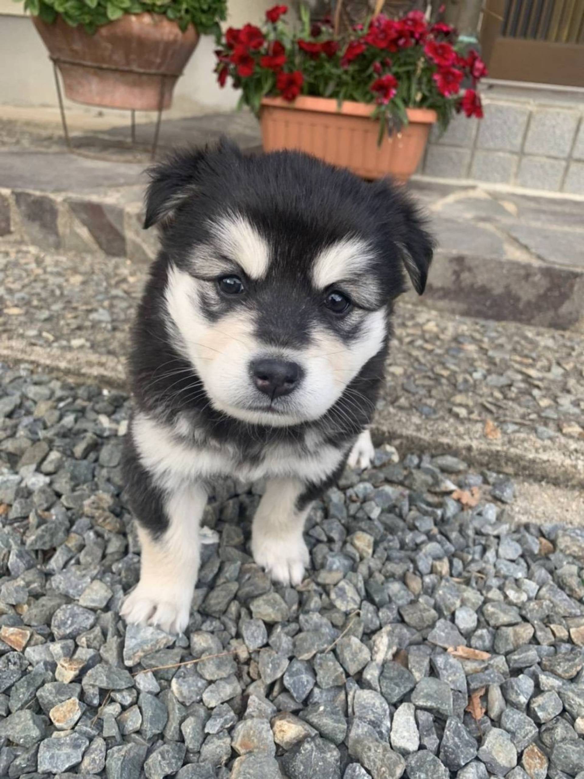 雑種（ミックス犬）・メスの里親募集の写真