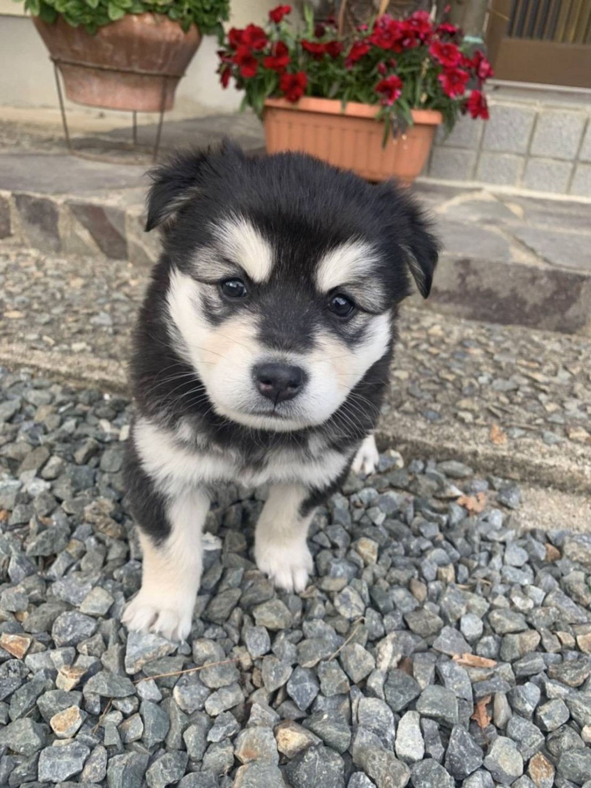 雑種（ミックス犬）・メスの里親募集の写真