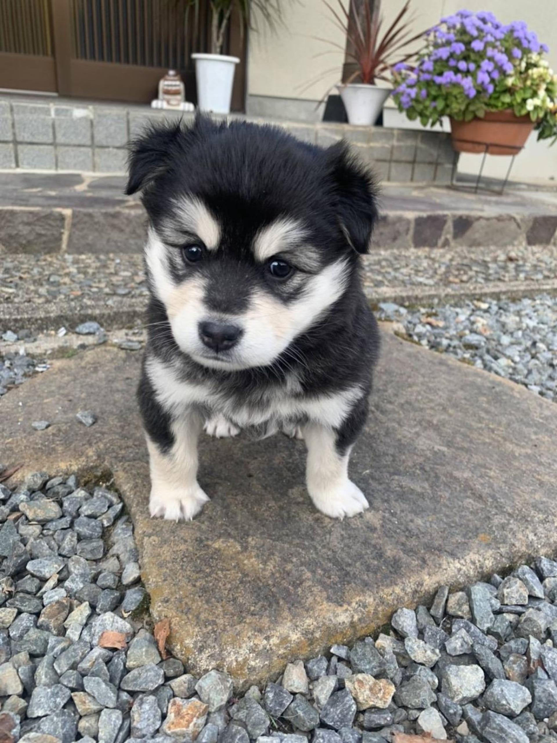pet-image-2
