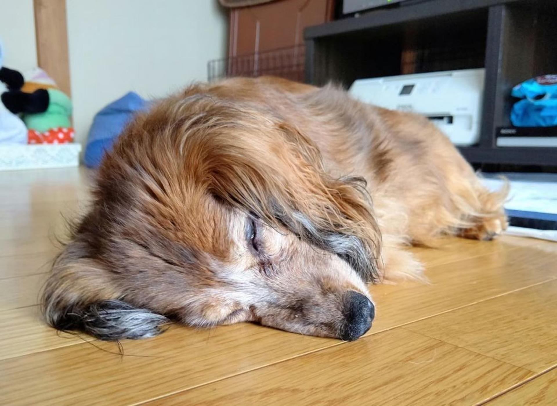 pet-image-4