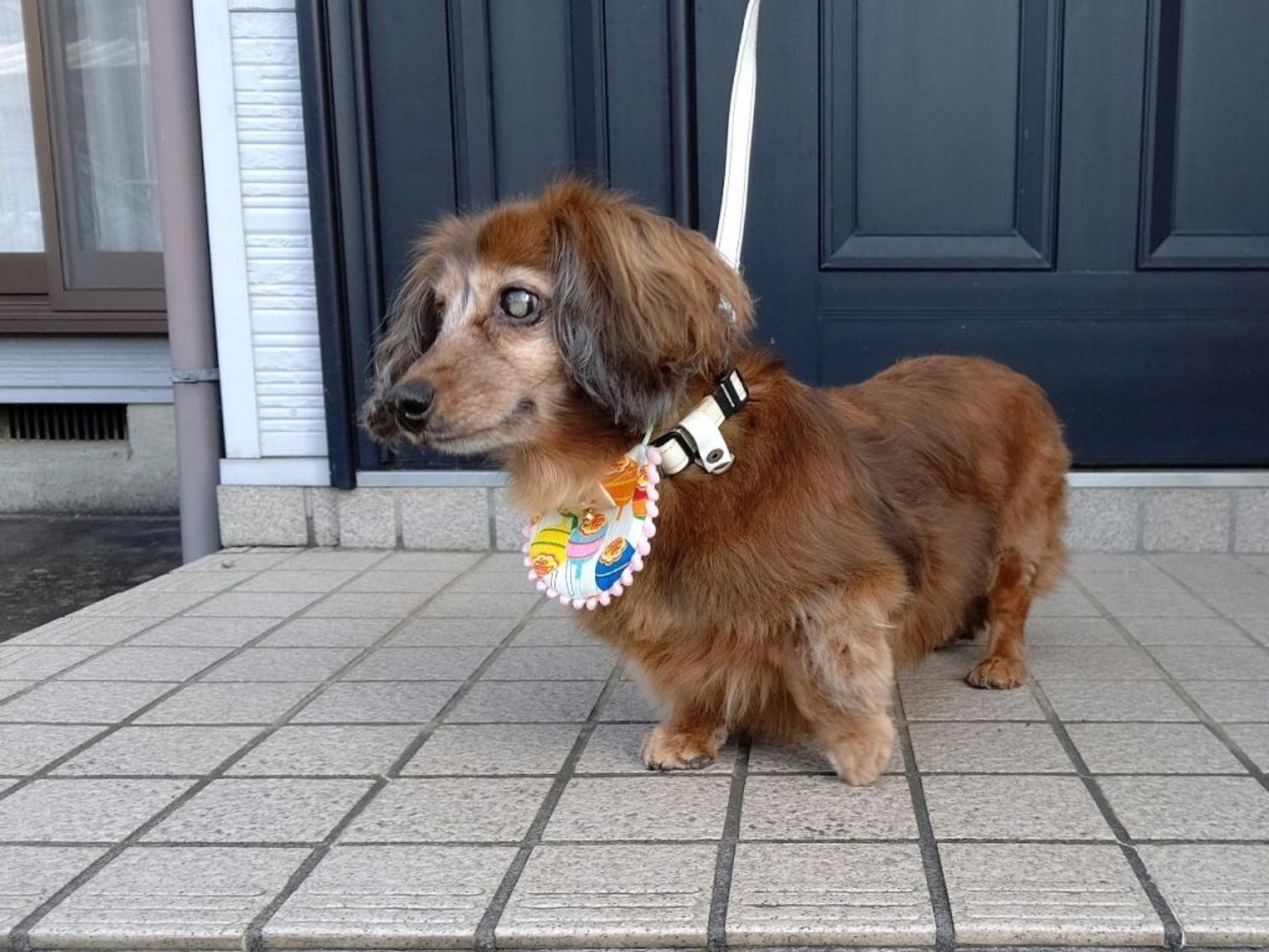 pet-image-5