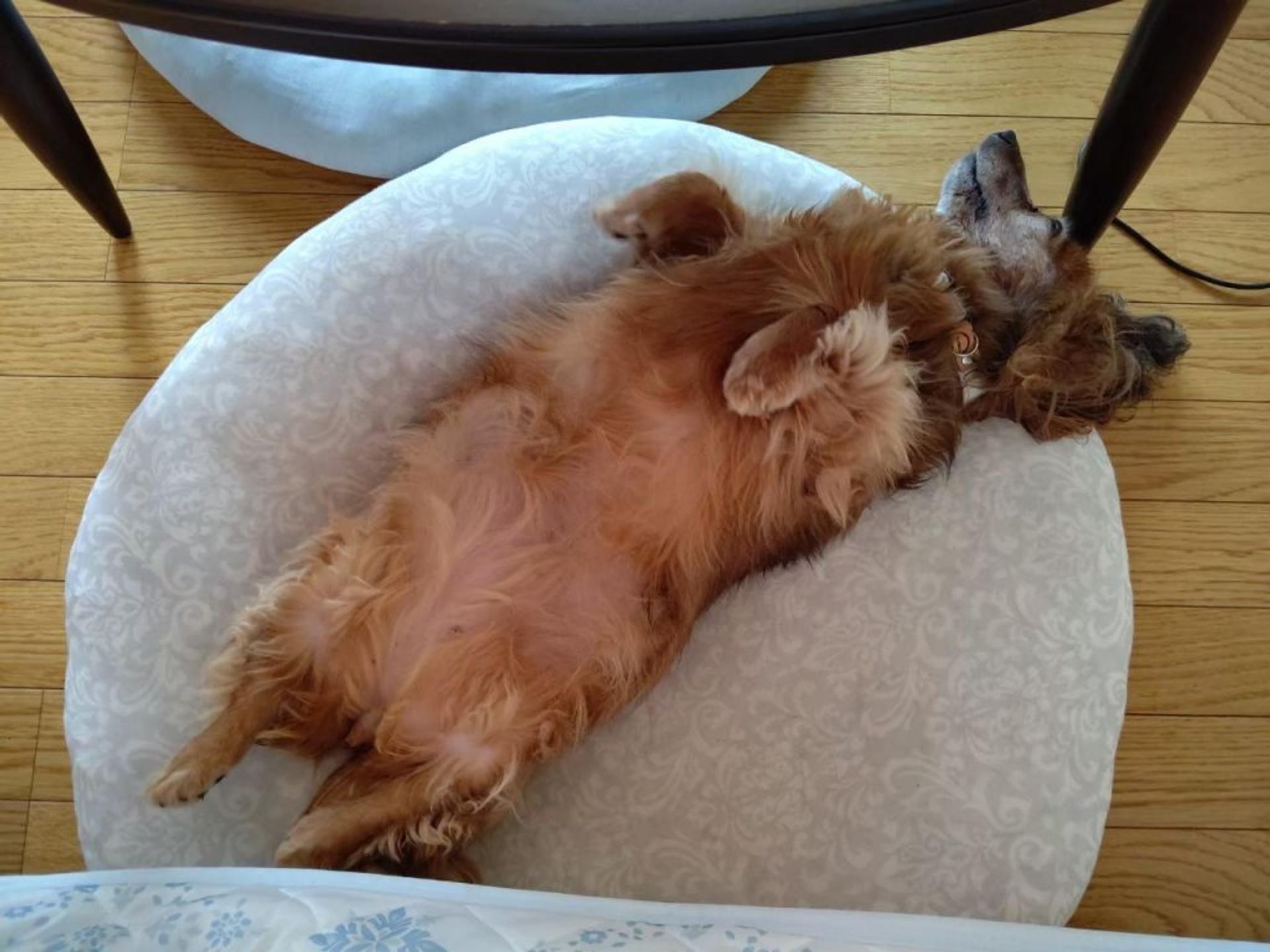 pet-image-6