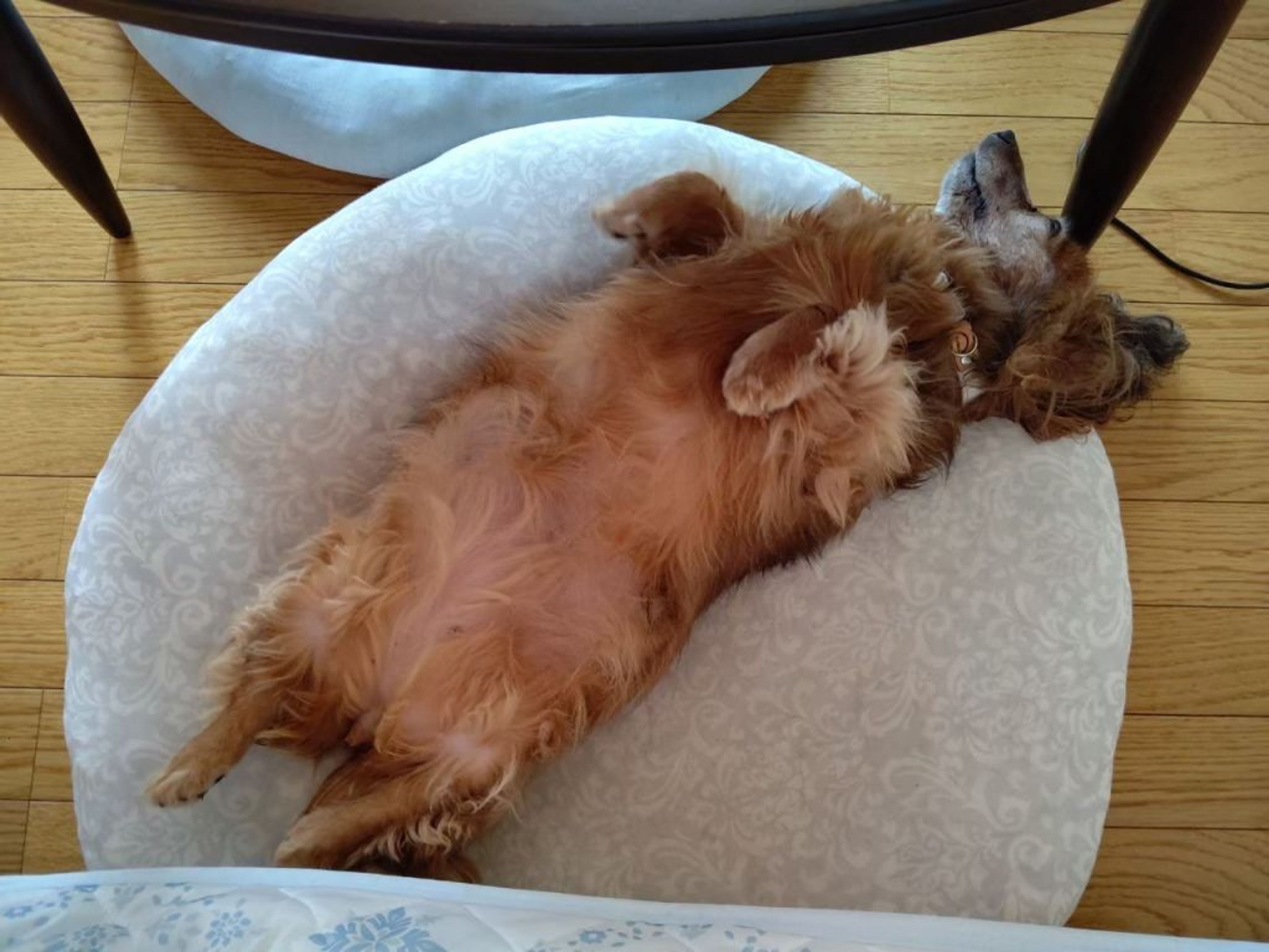 pet-image-6